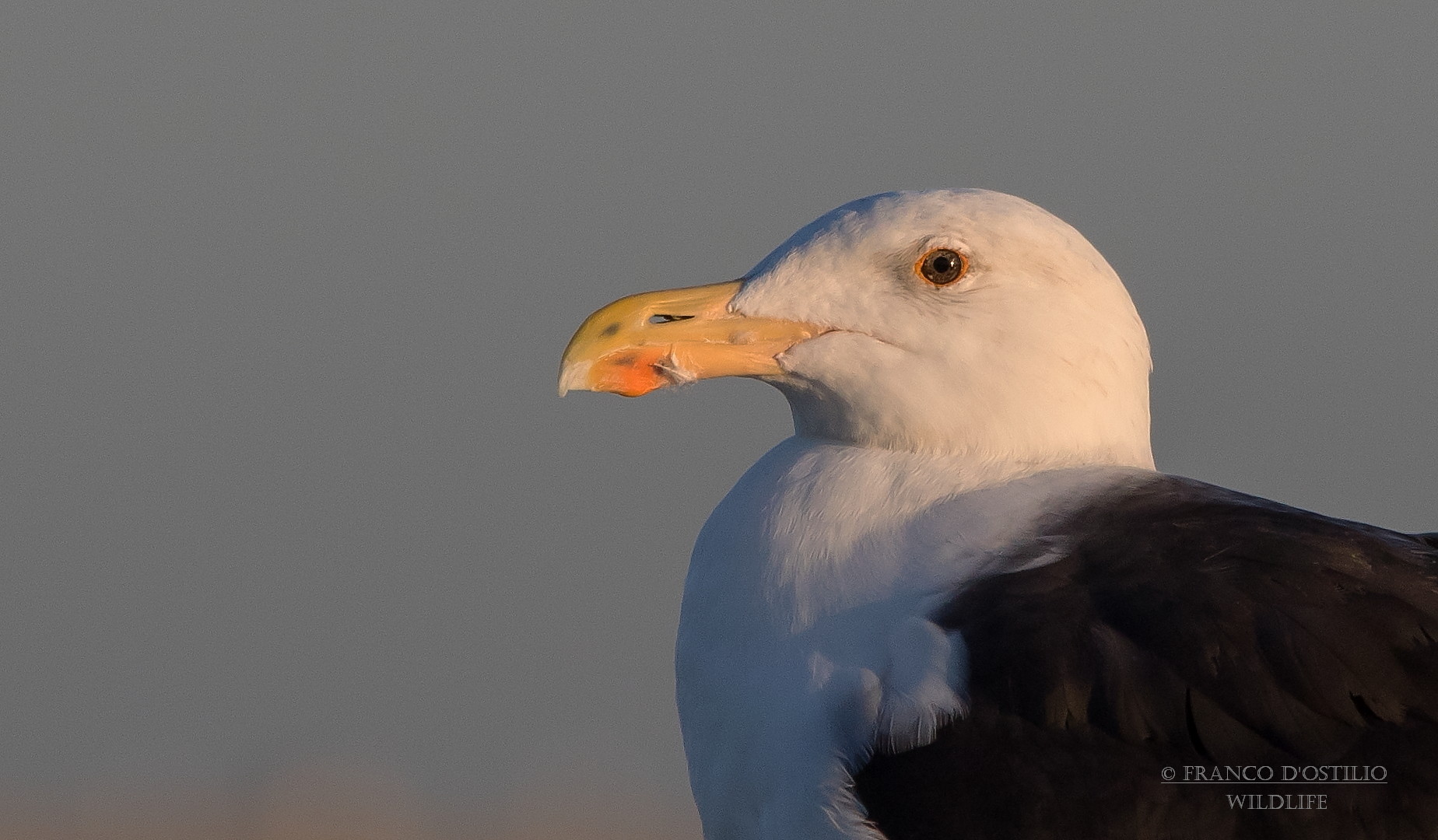 Backed Gull - Larus marinus.