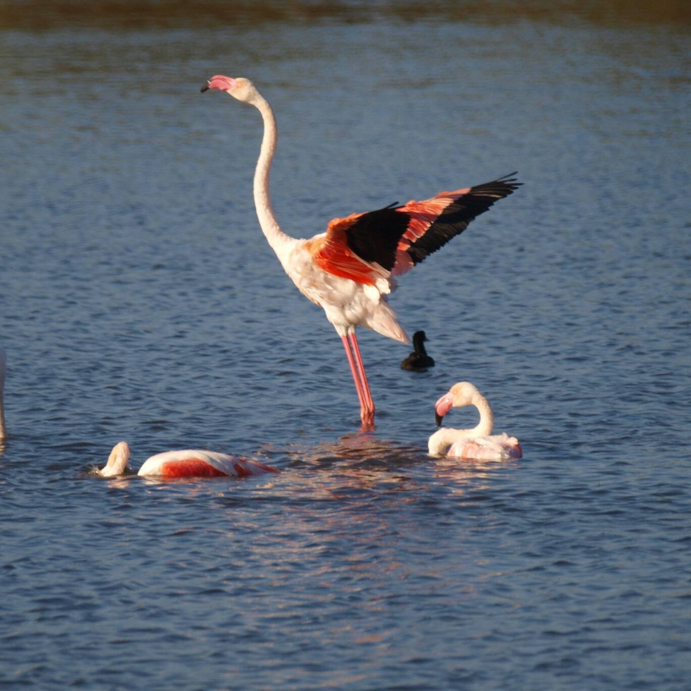 Olympus Zuiko E520 + Tamron 500mm f / 8 on tripod