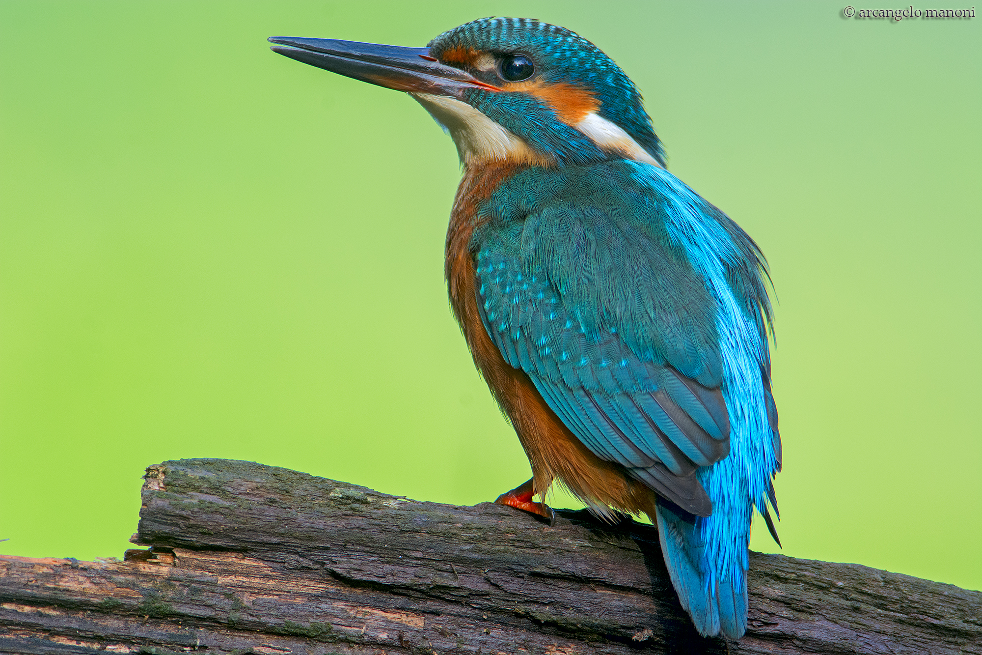 Martino in passerella