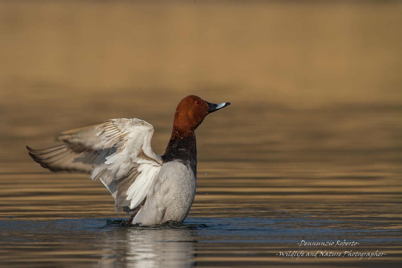 All'alba vinceròòòòò&...