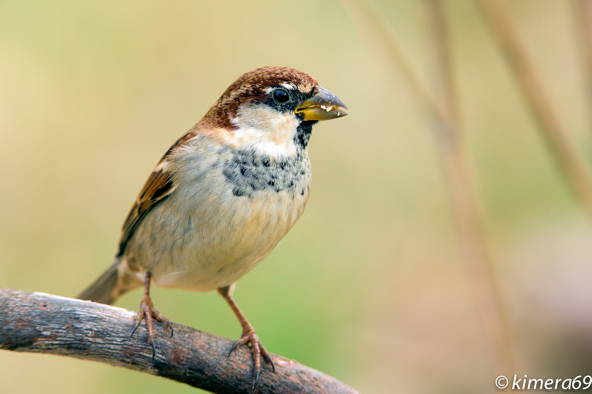Passer domesticus