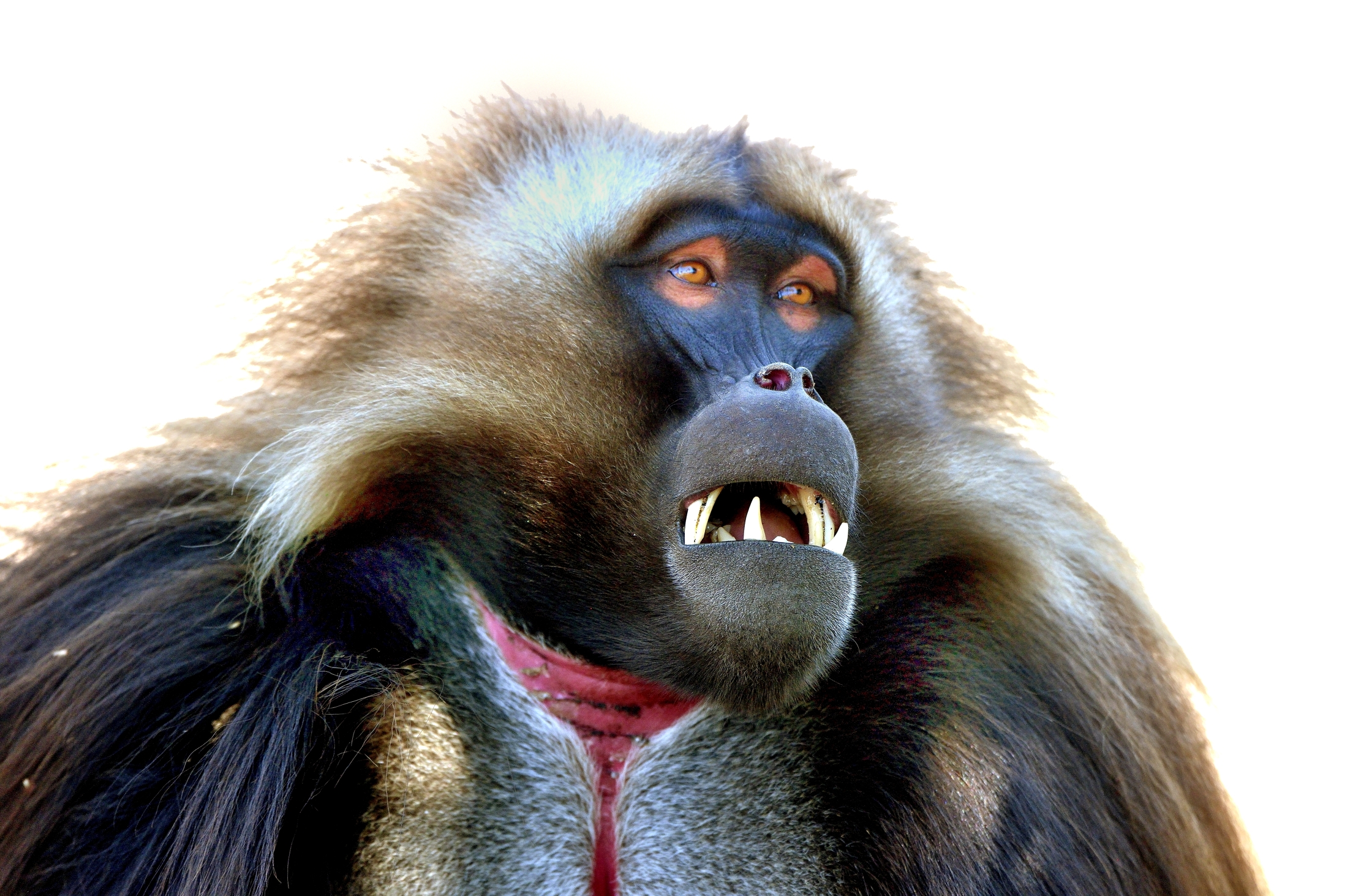 Etiopia 2015 - Gelada baboon
