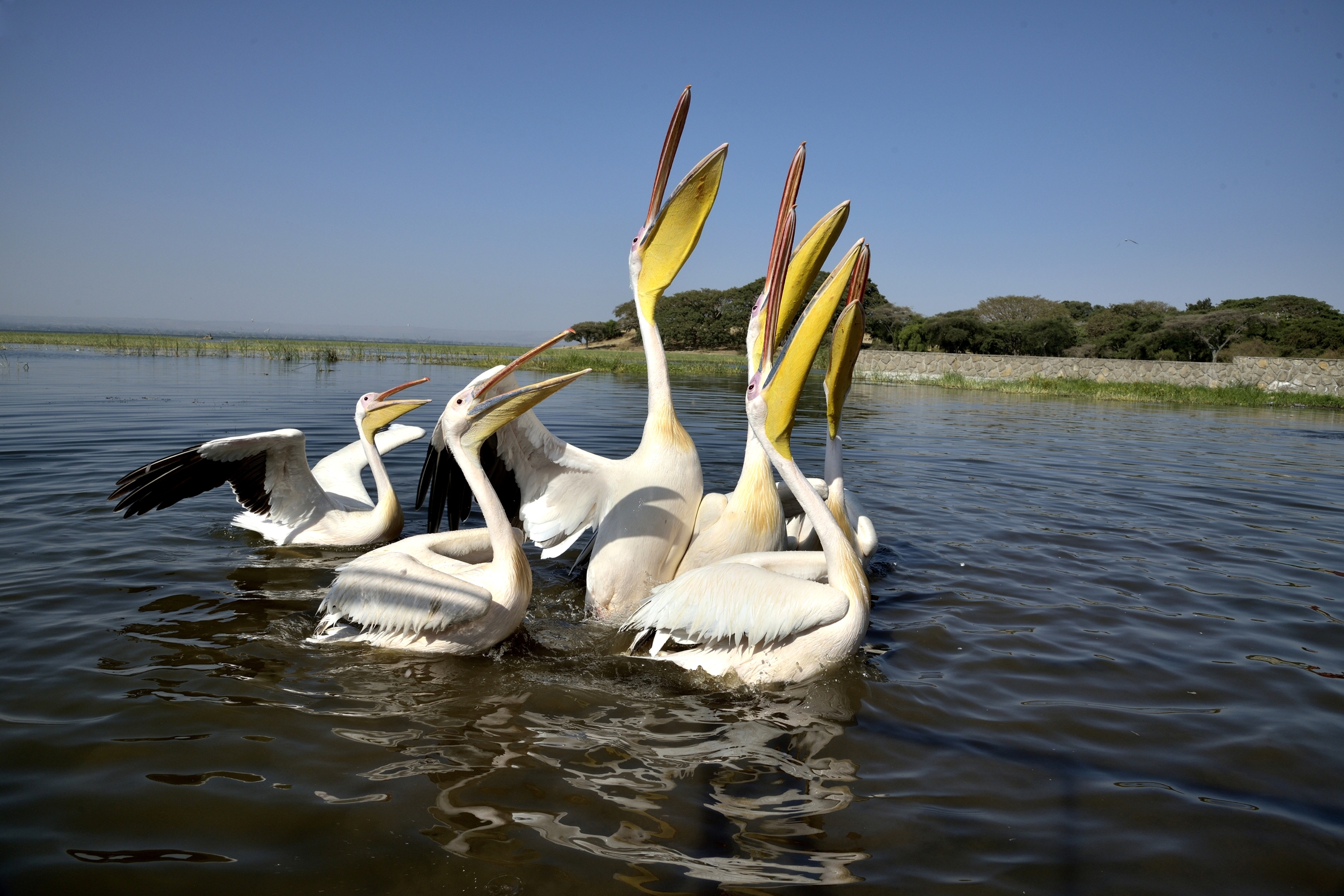 Etiopia 2015 - Pellicani sul lago Hawassa