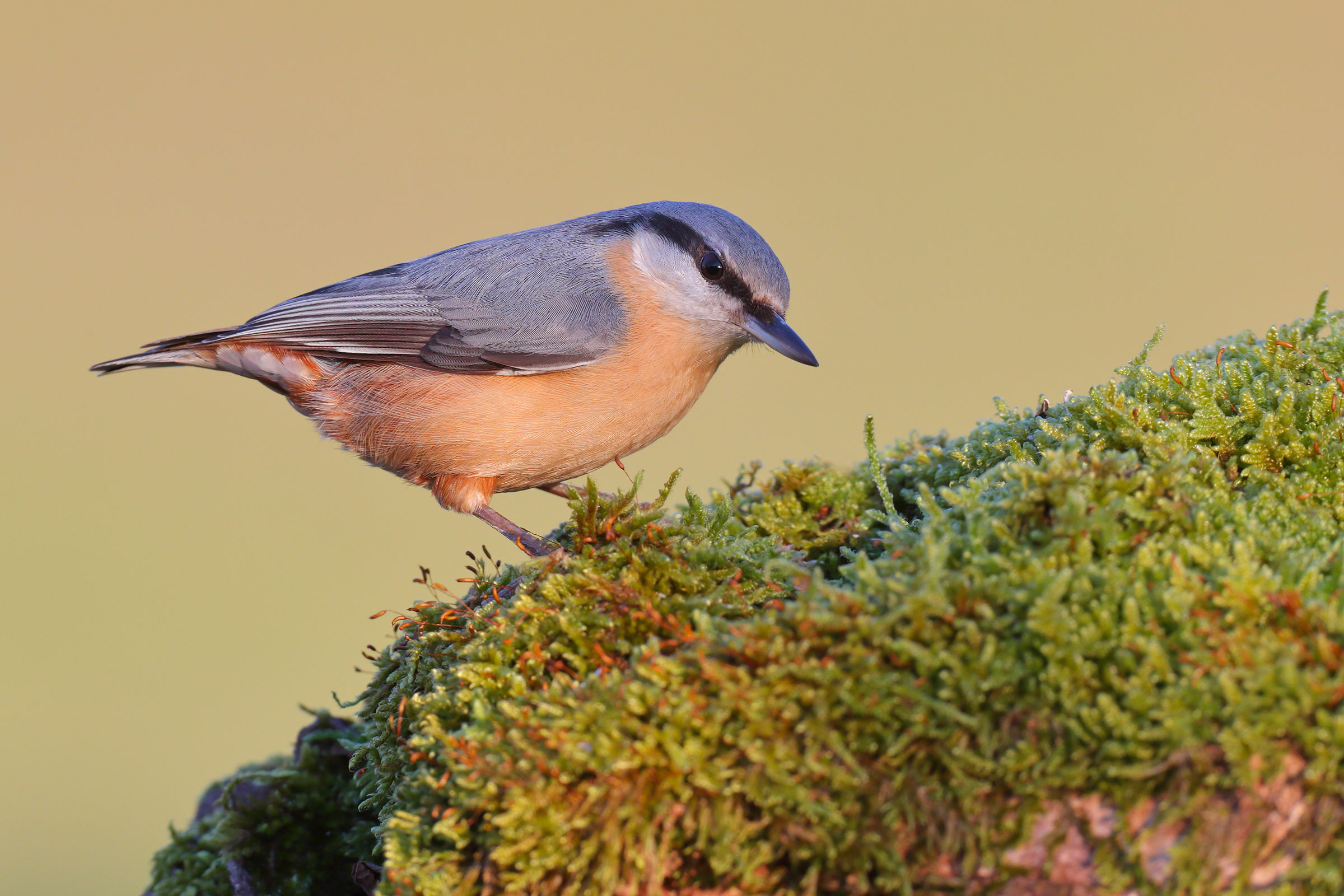 Nuthatch