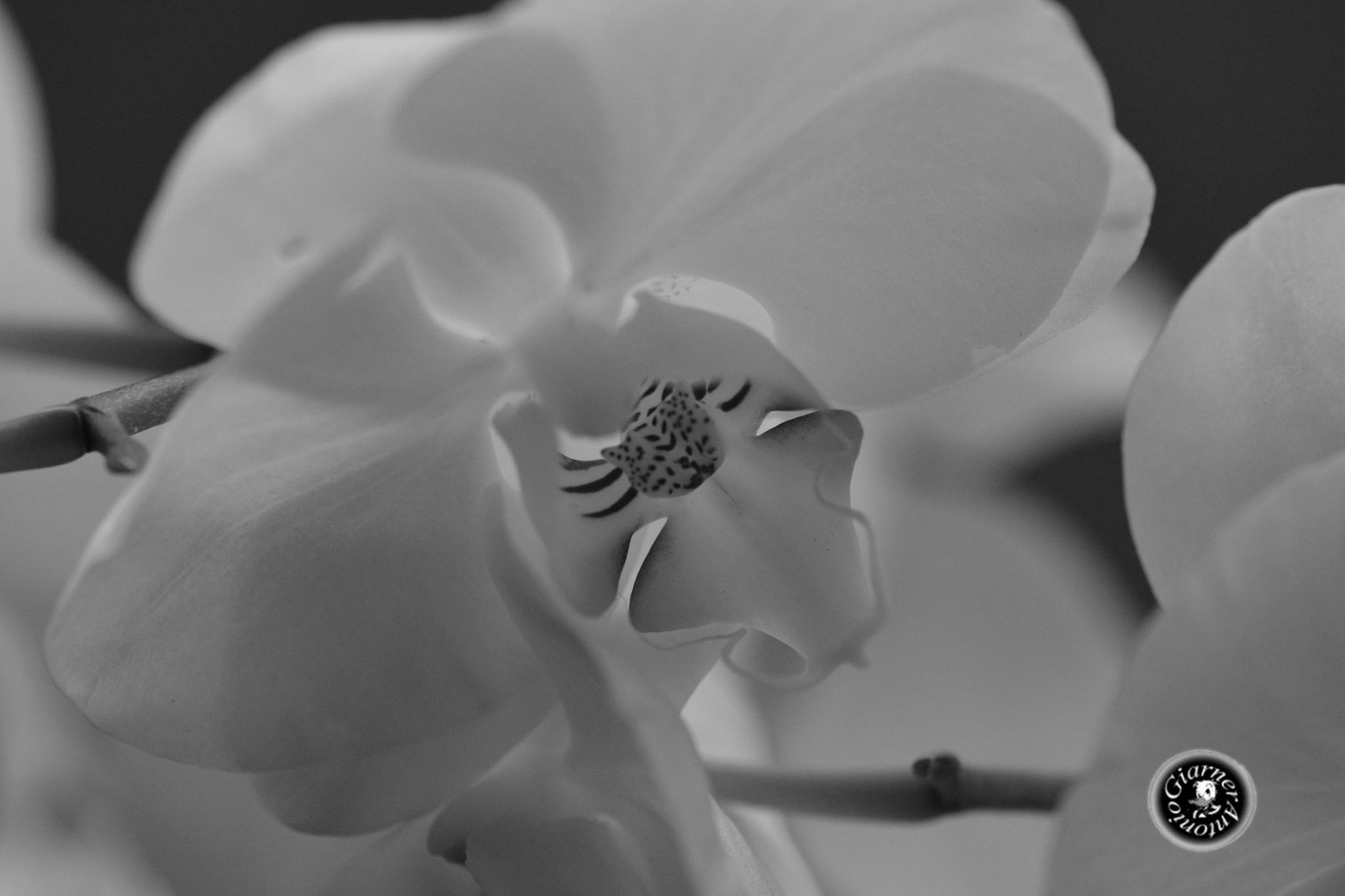 La delicatezza di un fiore...