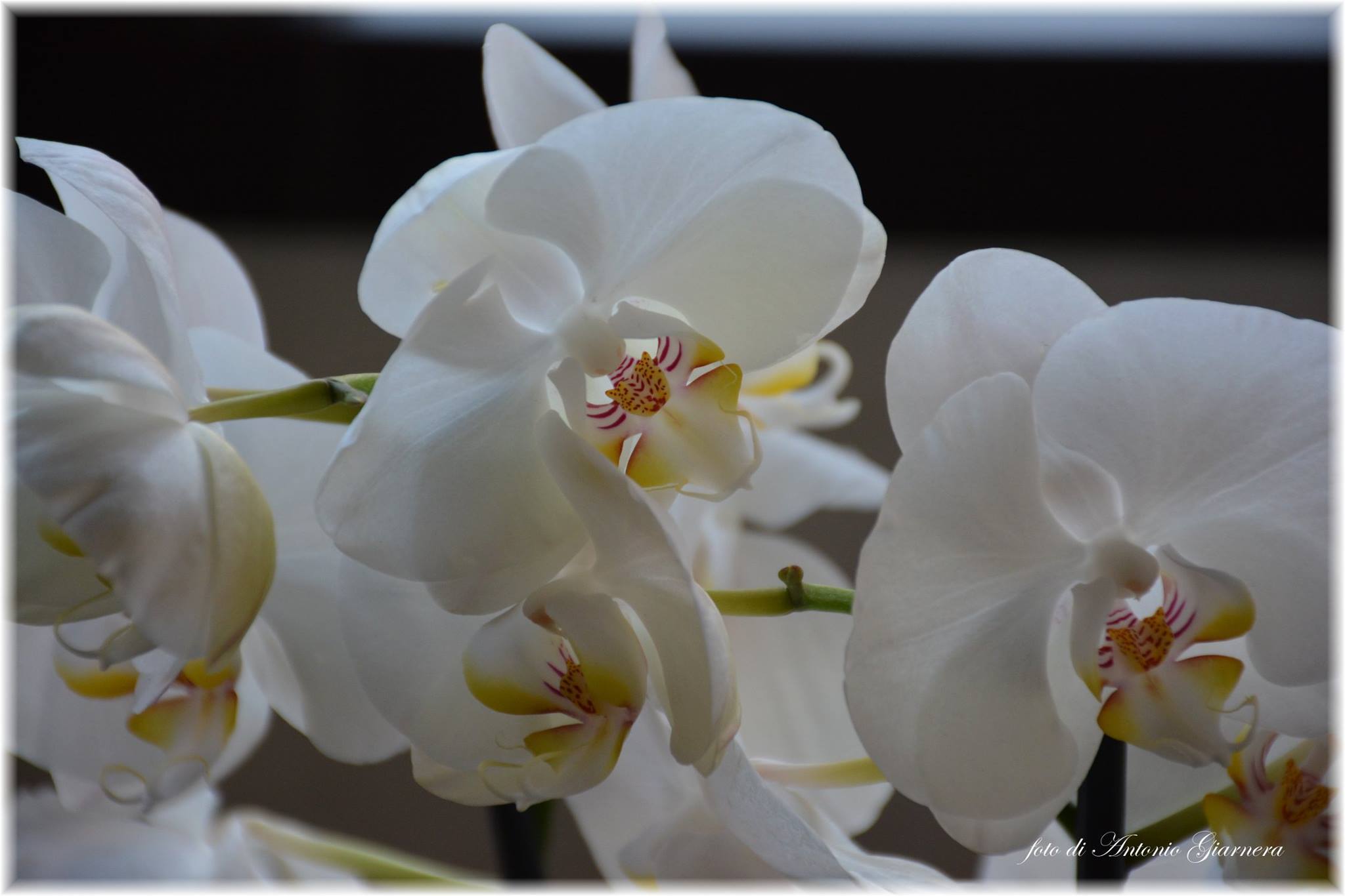 La delicatezza di un fiore...