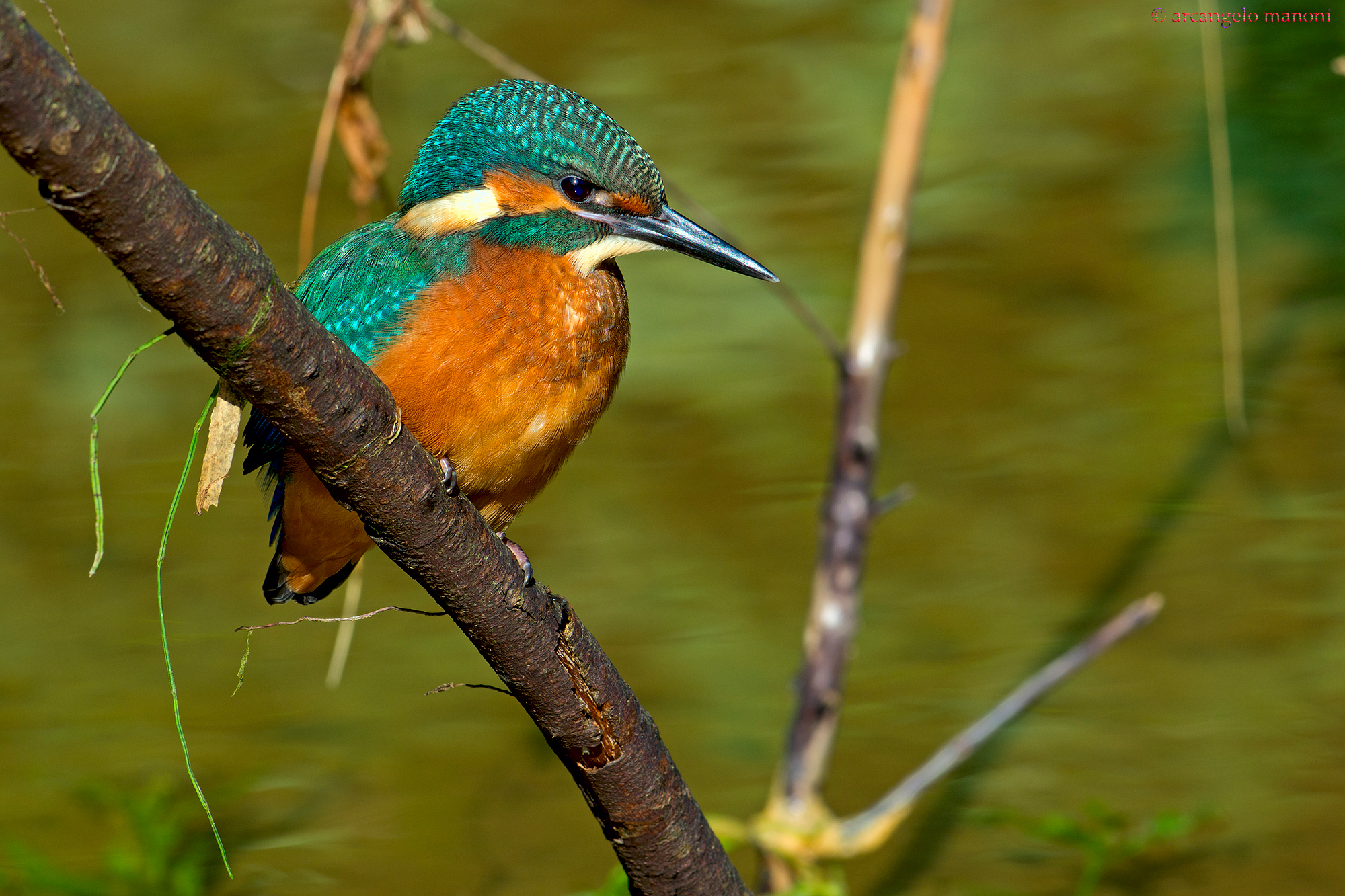 In the poem of the stream