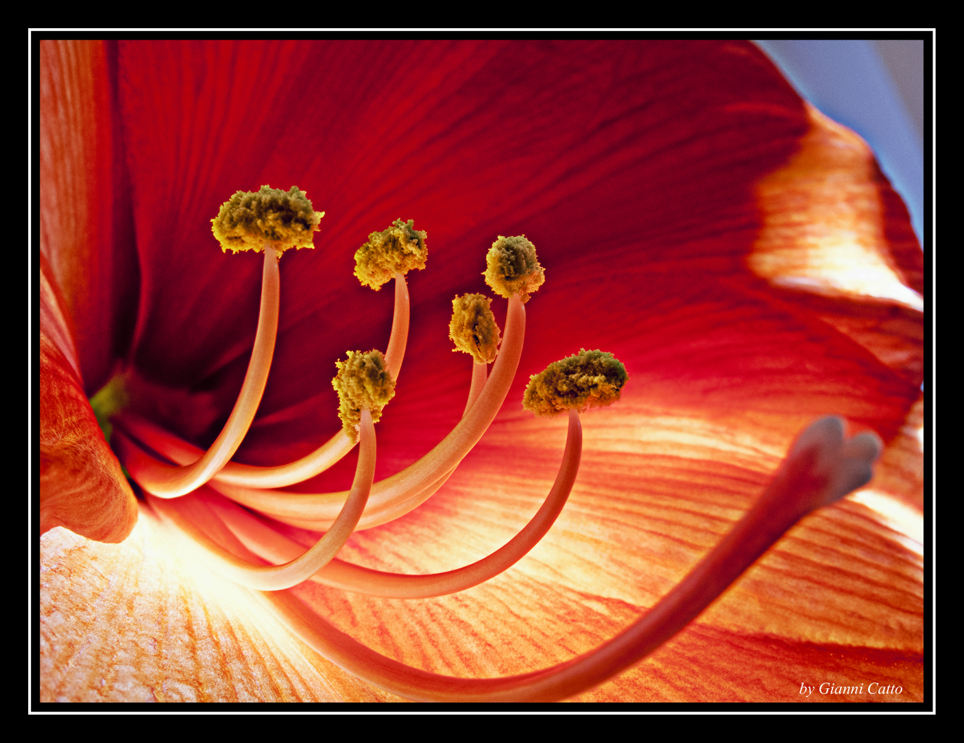 Amaryllis