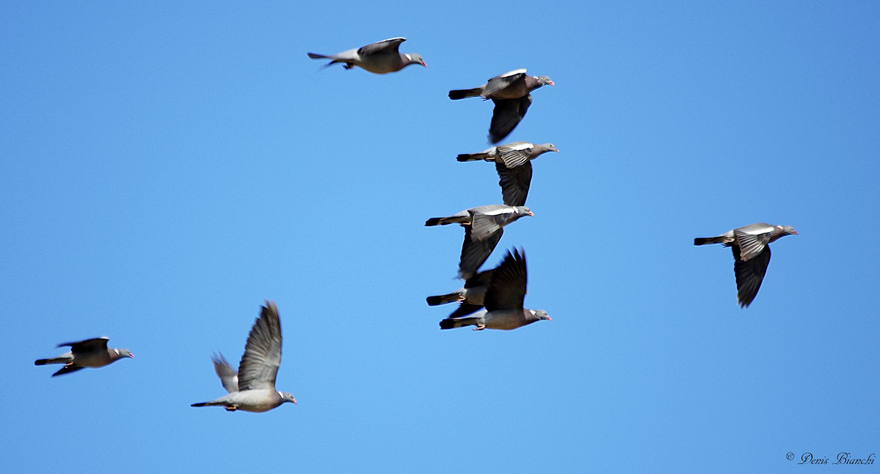 Pigeons in migration