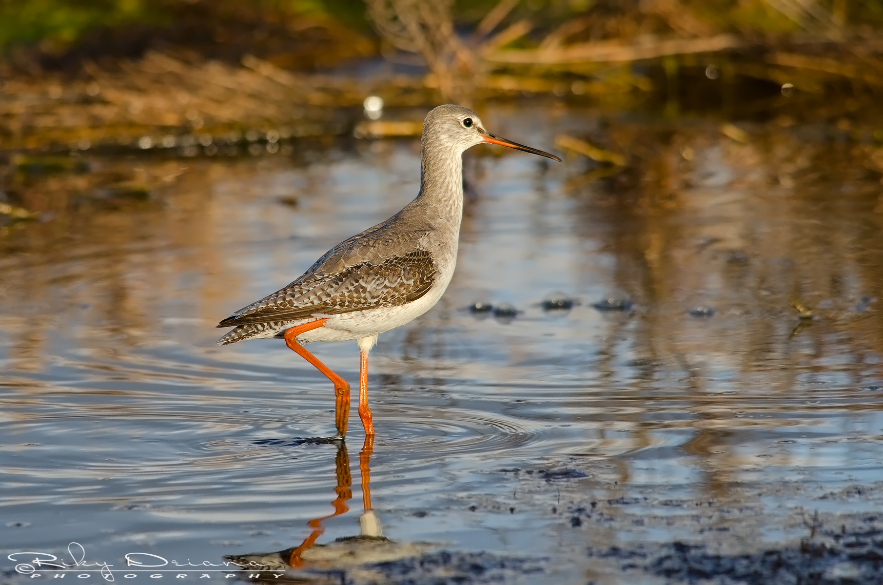Redshank