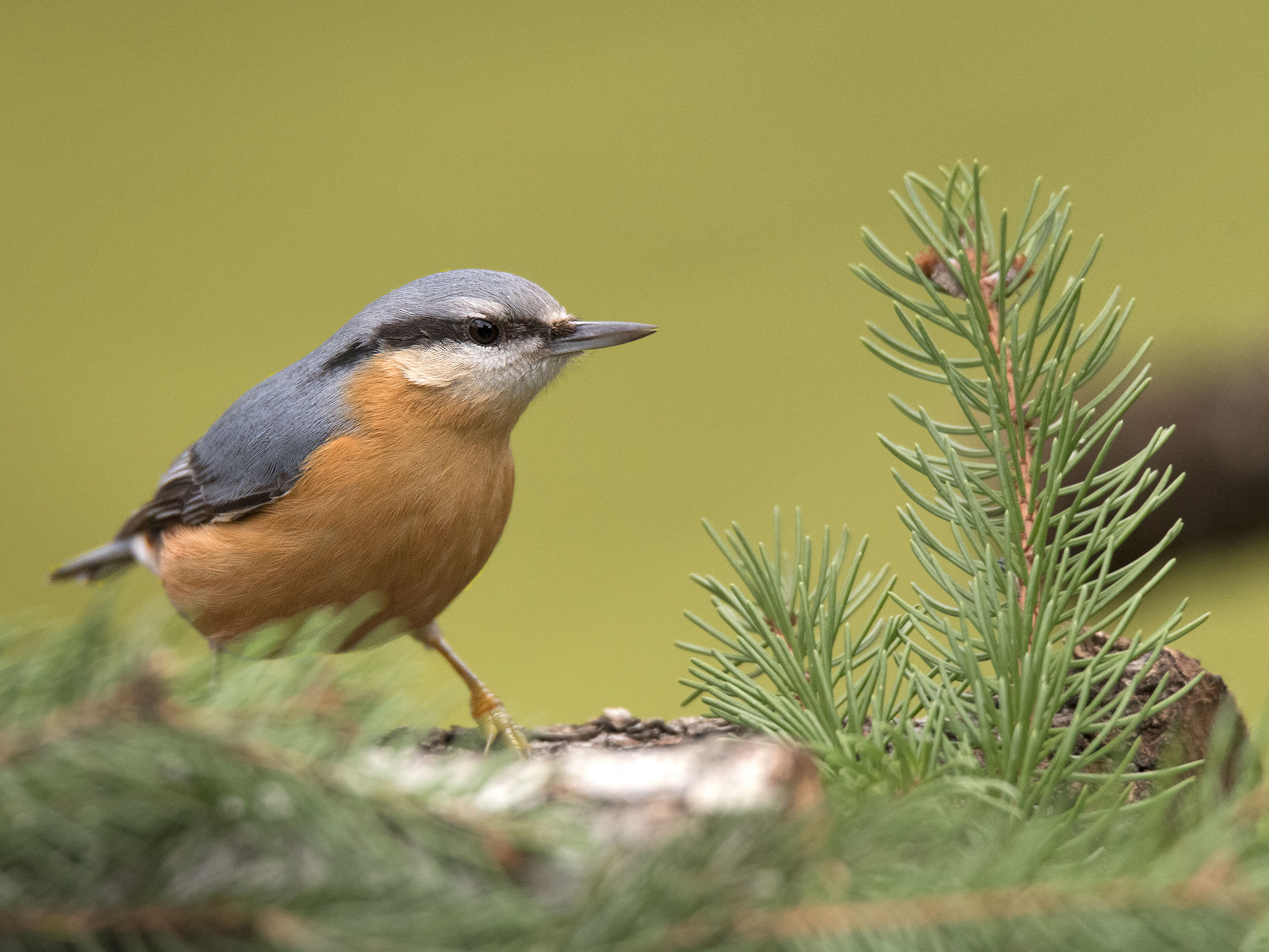 Nuthatch