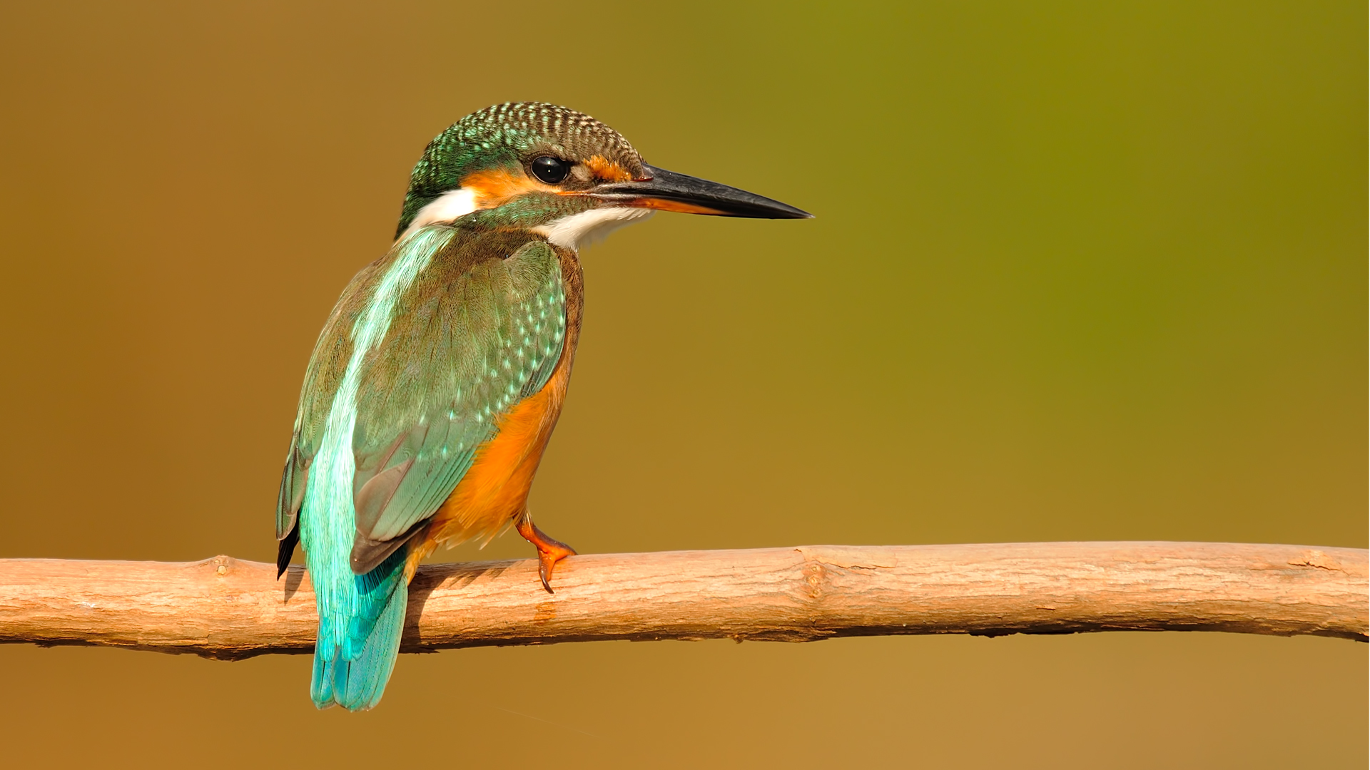Alcedo atthis » Kingfisher