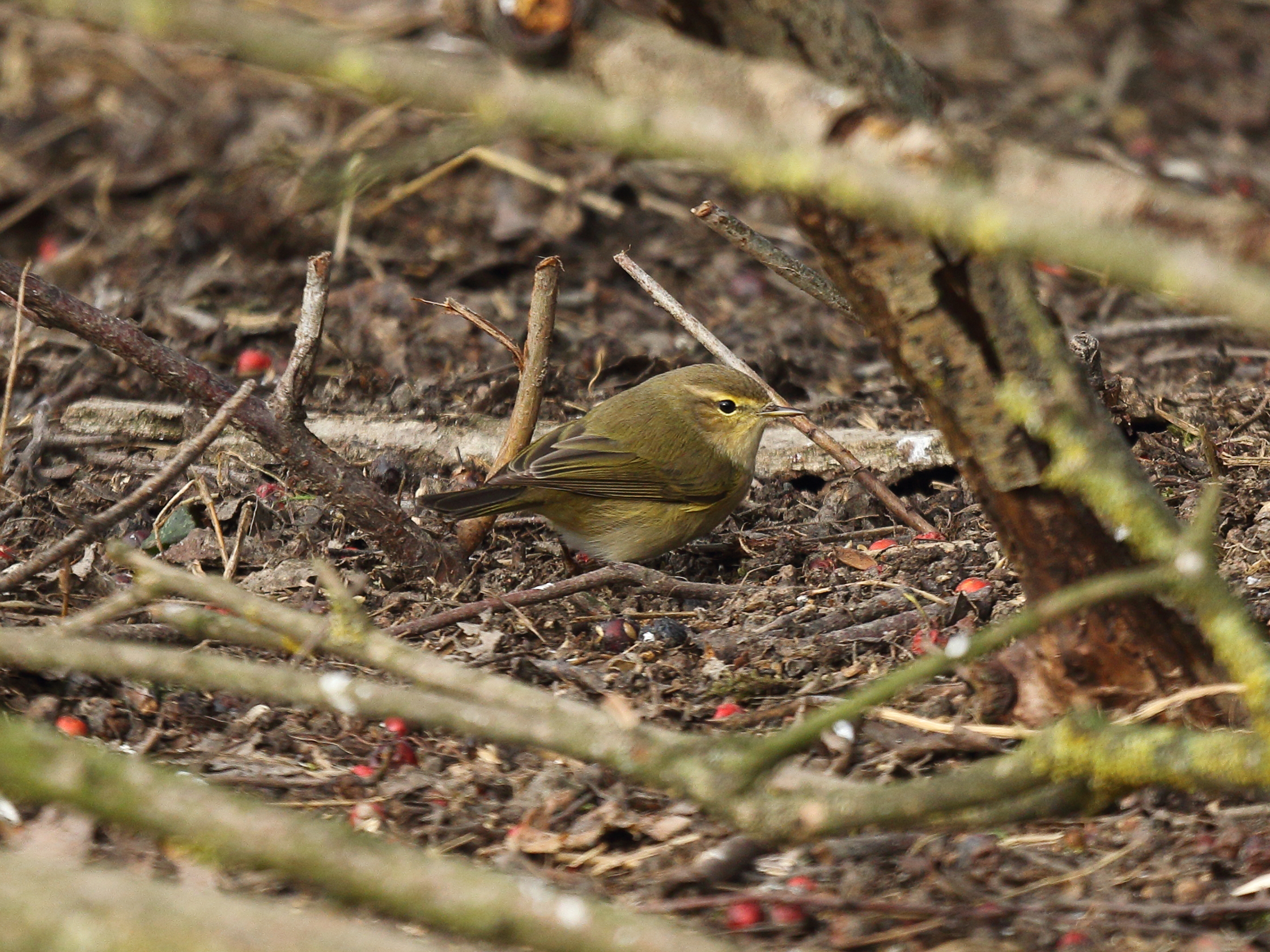Chiffchaff