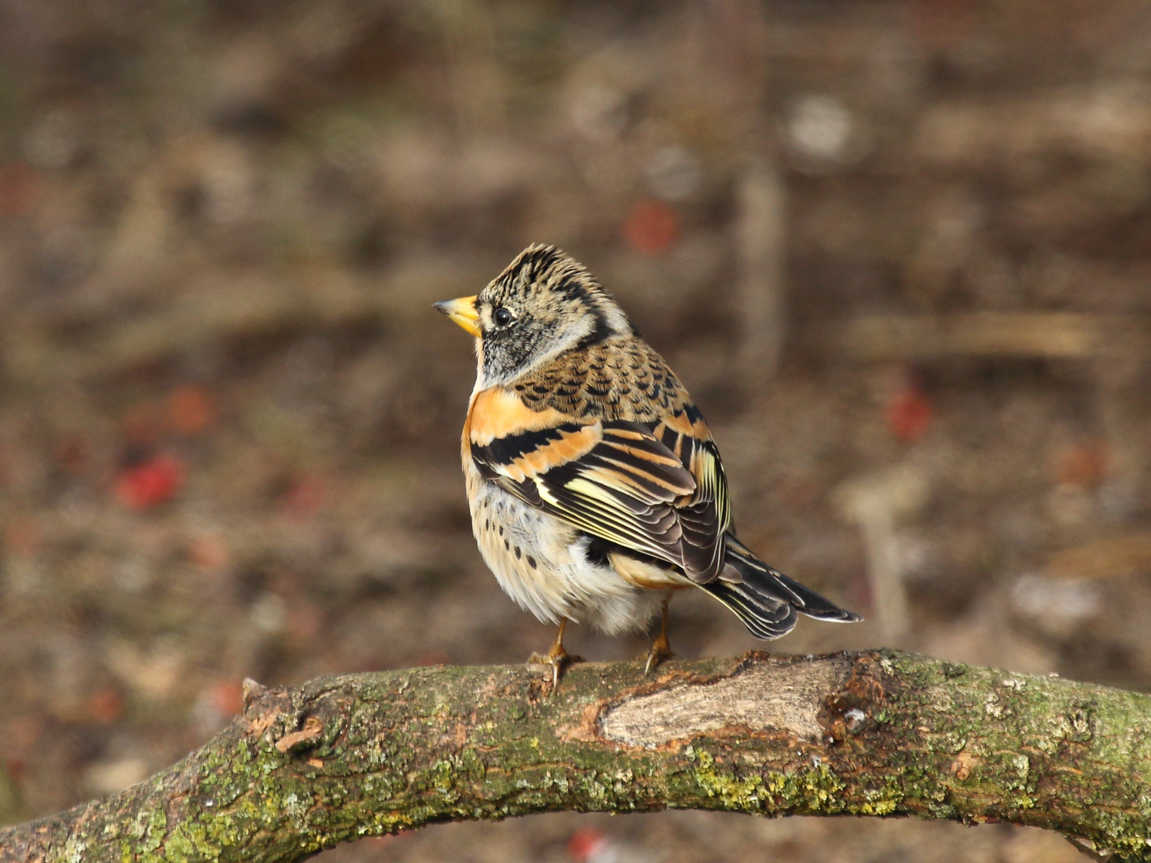 brambling