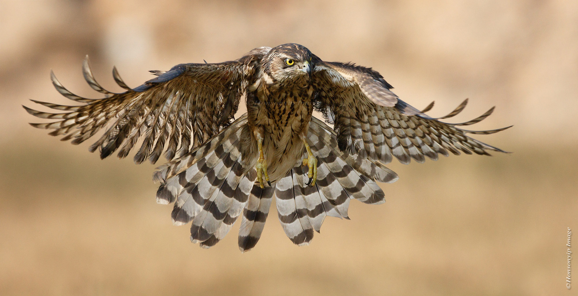 Accipiter gentilis_1