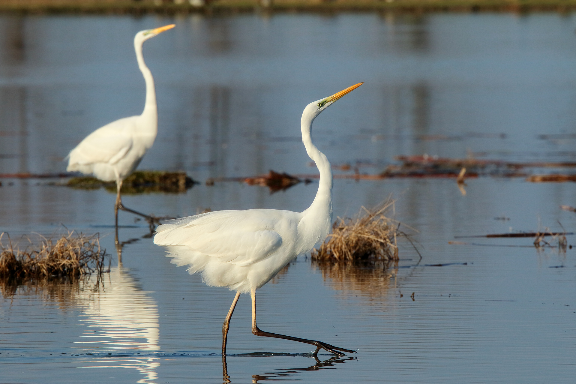 Egrets in corteggiament.