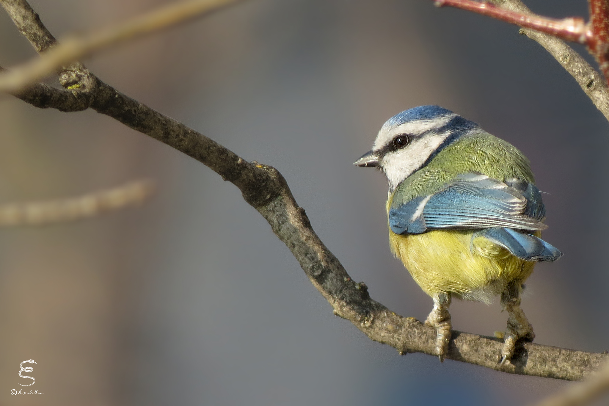 Blue Tit (Parus caeruleus)