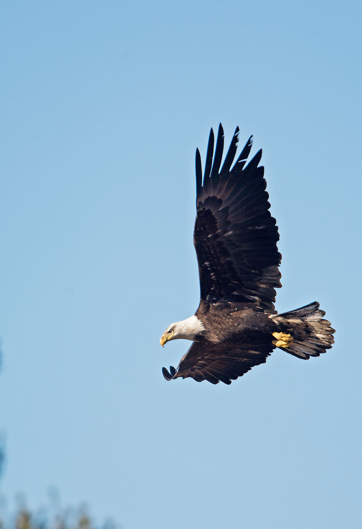 Bald Eagle