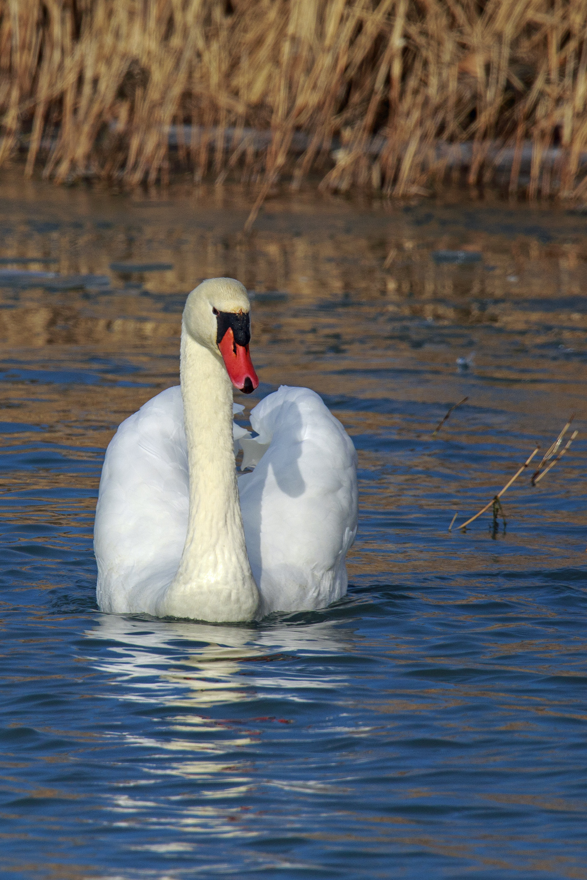 Swan