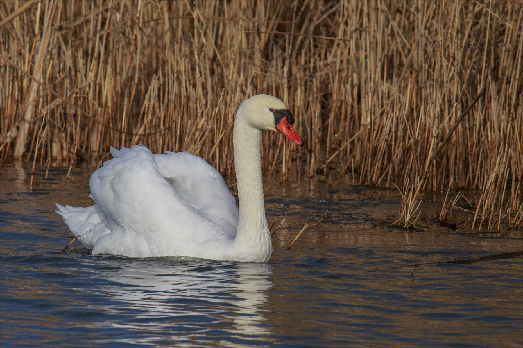 White Swan 2