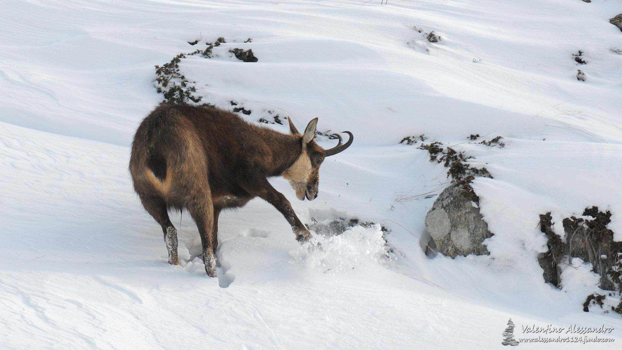 under the snow bread