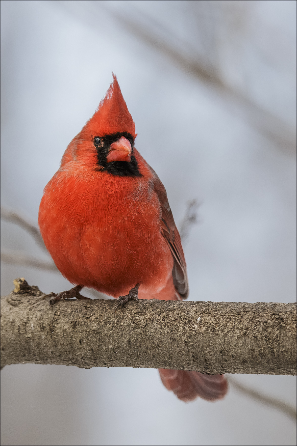 Male Cardinal 2
