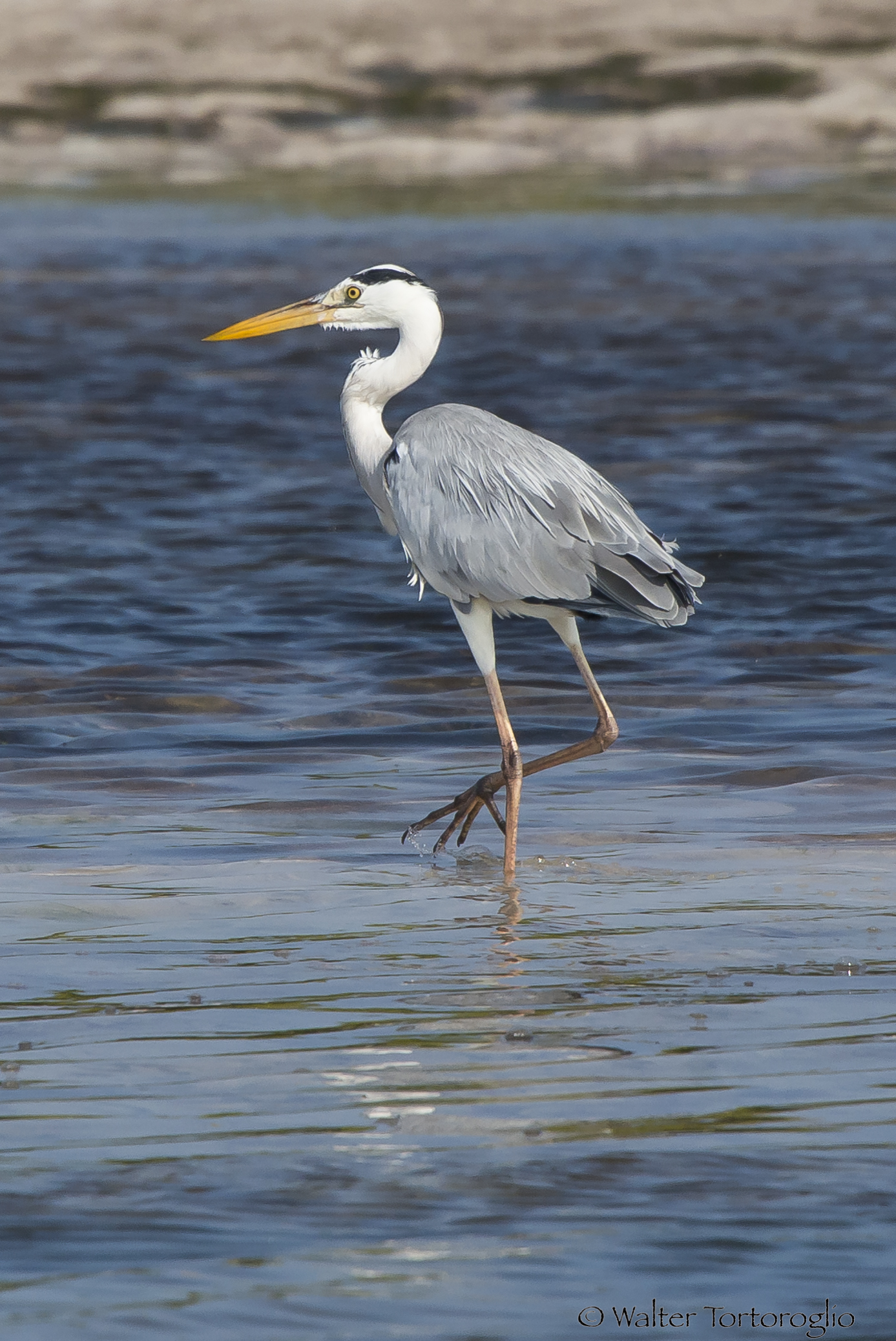 Heron photographed in Kenya