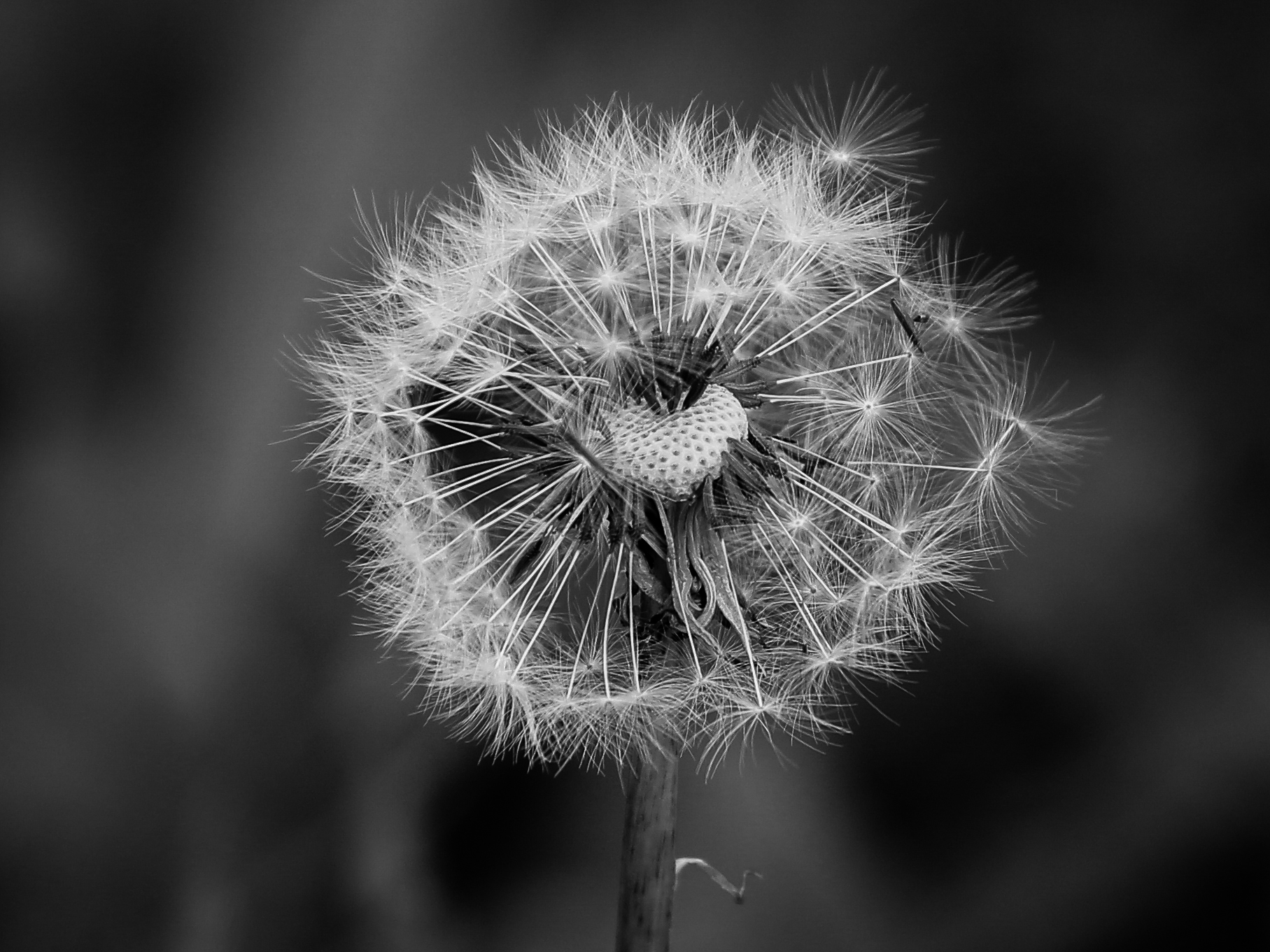 Dandelion