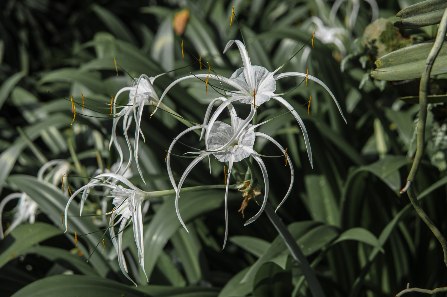 hymenocallis caribaea