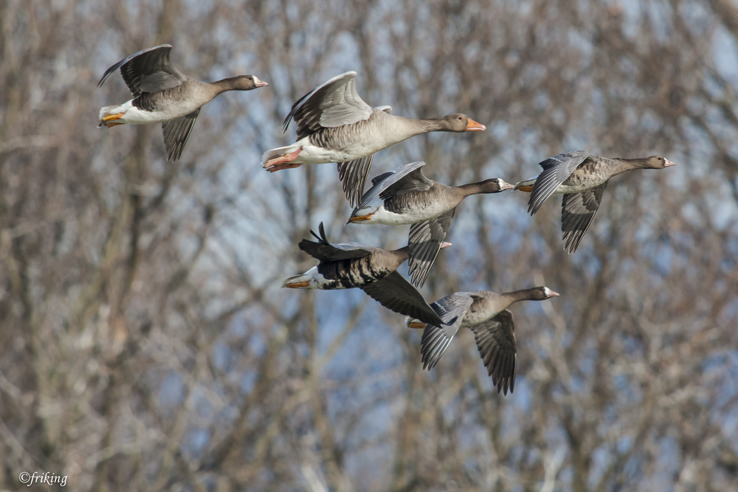 Geese in flight