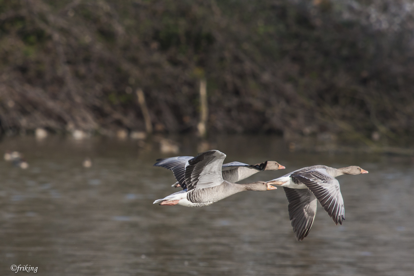 Geese in flight