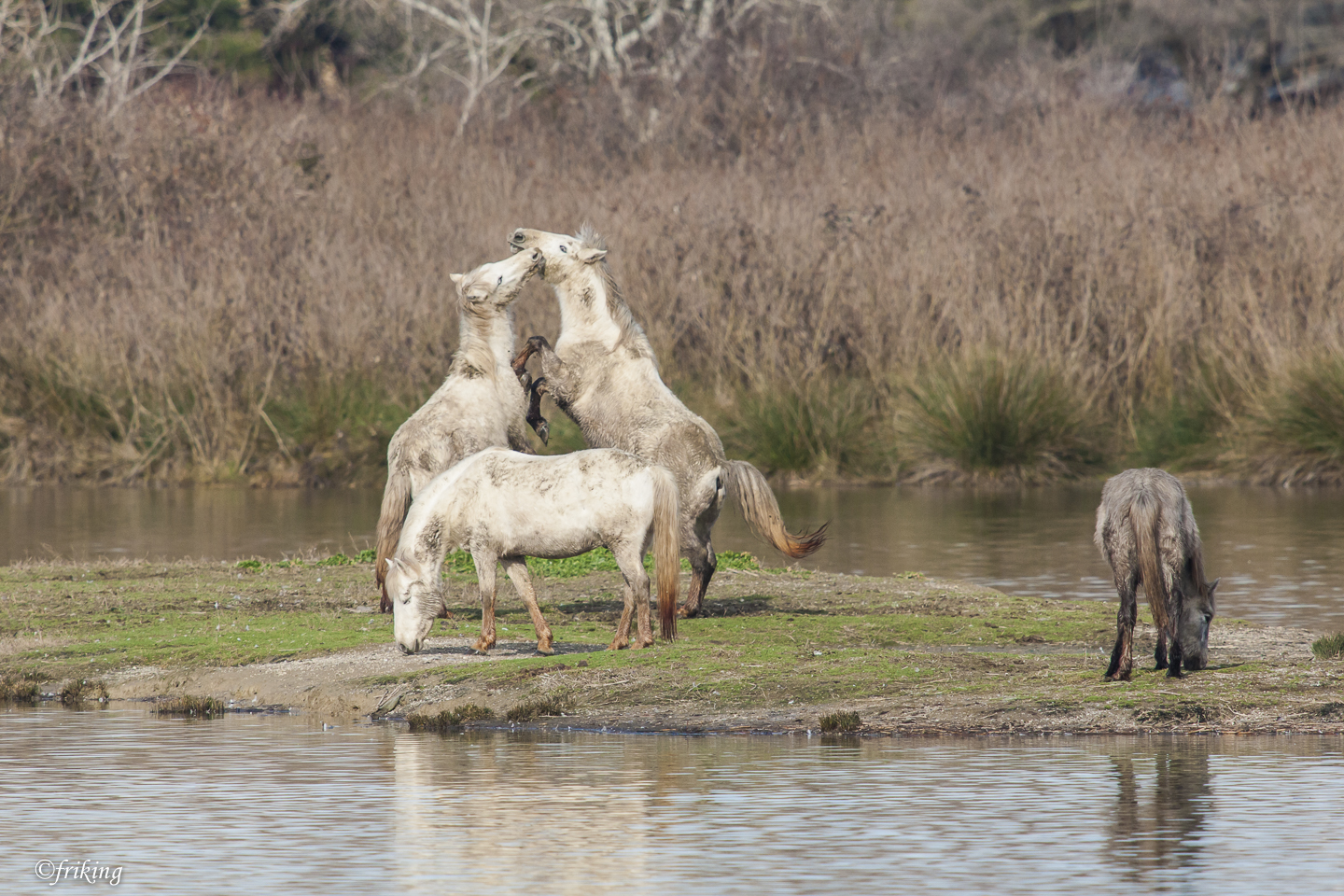 Games between horses