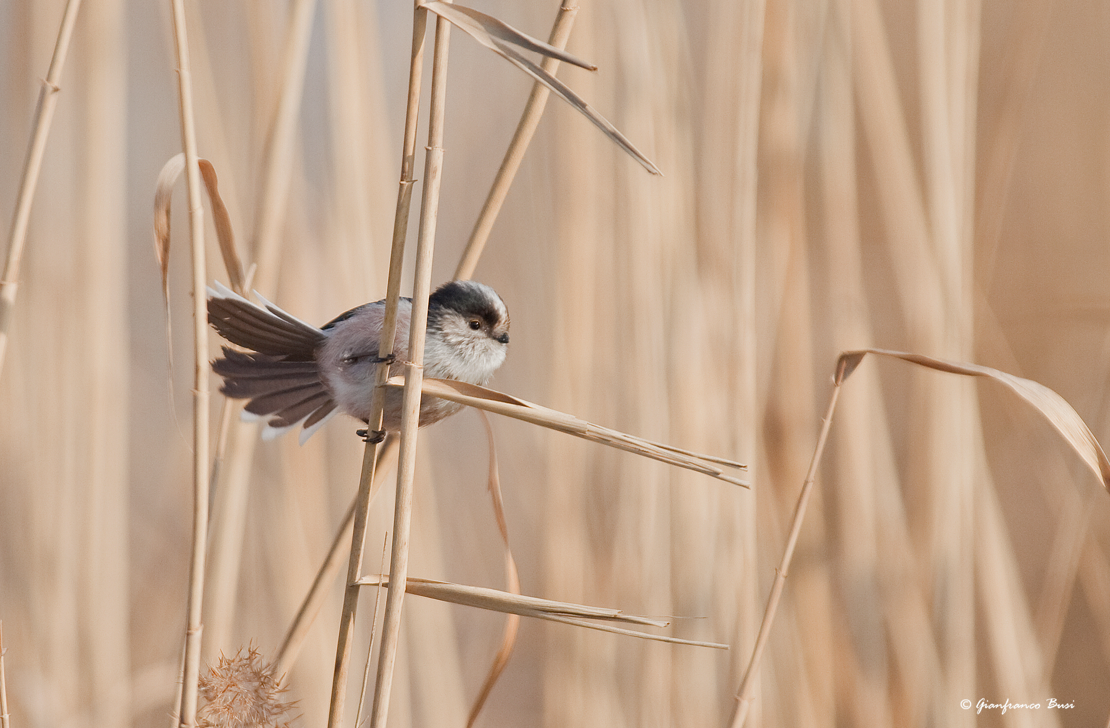 codibugnolo - aegithalos caudatus