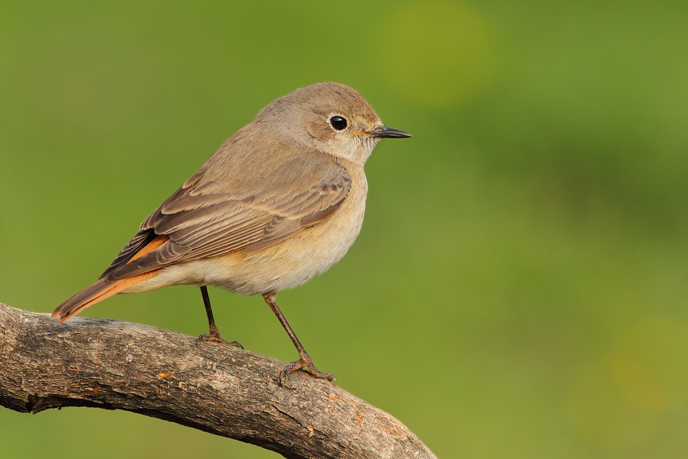 Codirosso spazzacamino