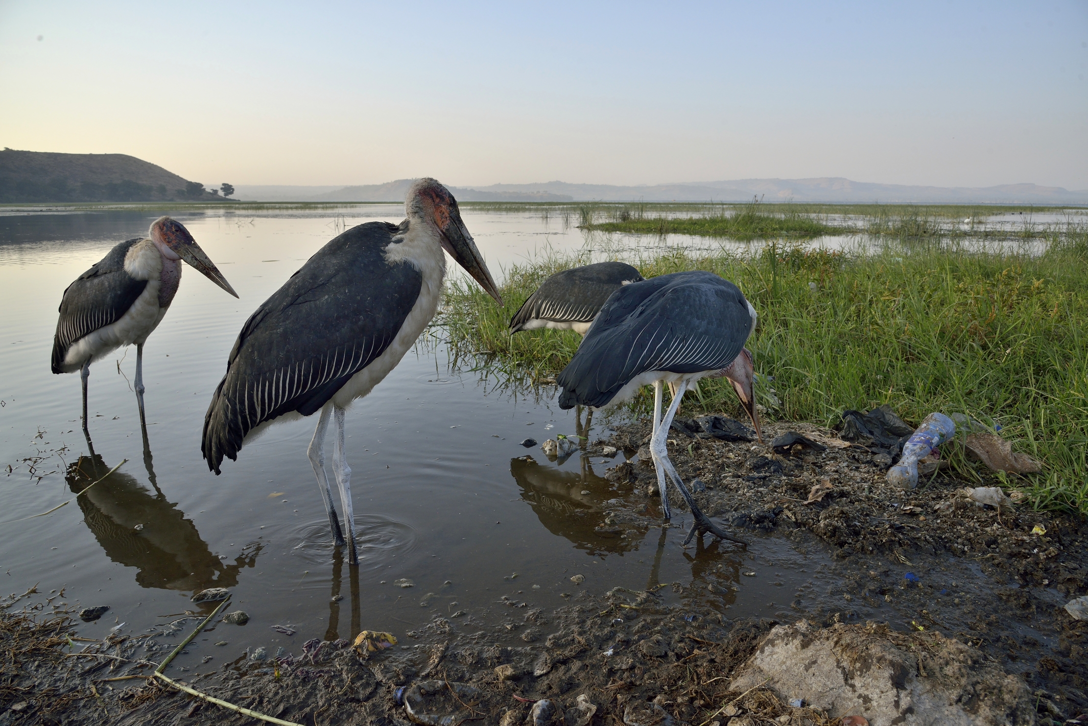 Etiopia 2015 - Marabù al lago Hawassa