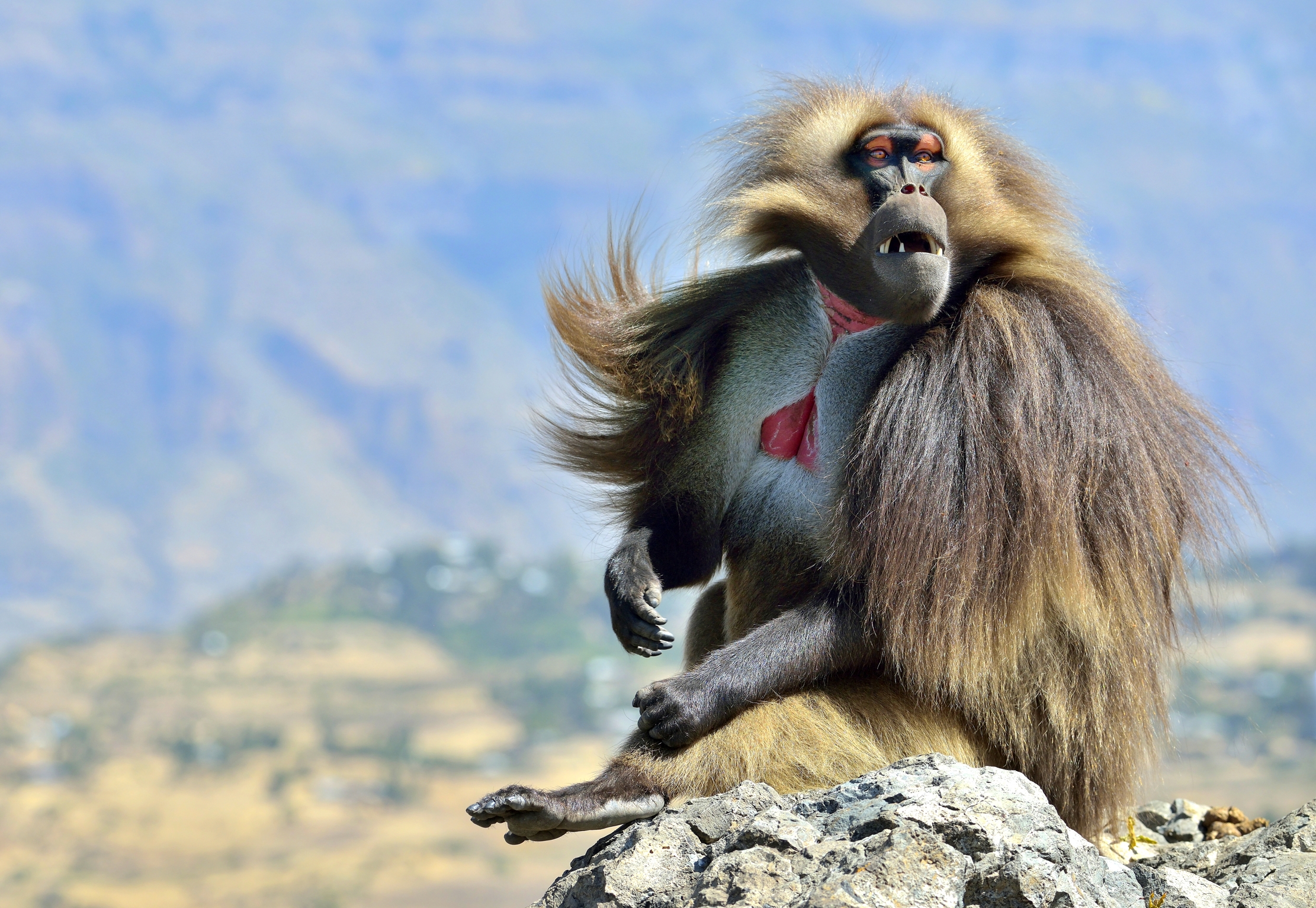 Etiopia 2015 - Gelada babon