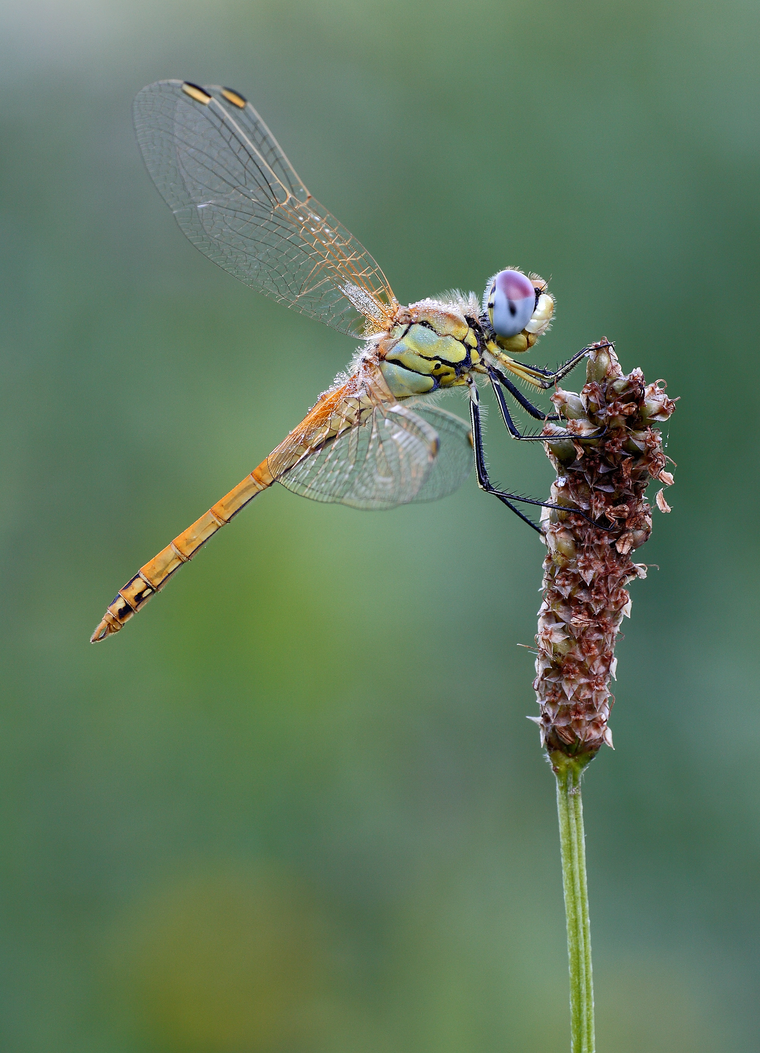 Sympetrum