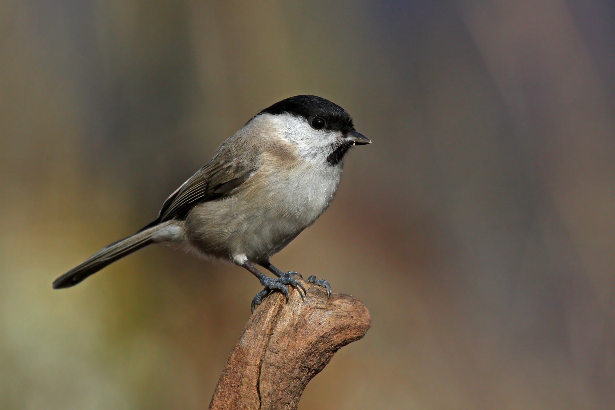 Chickadee
