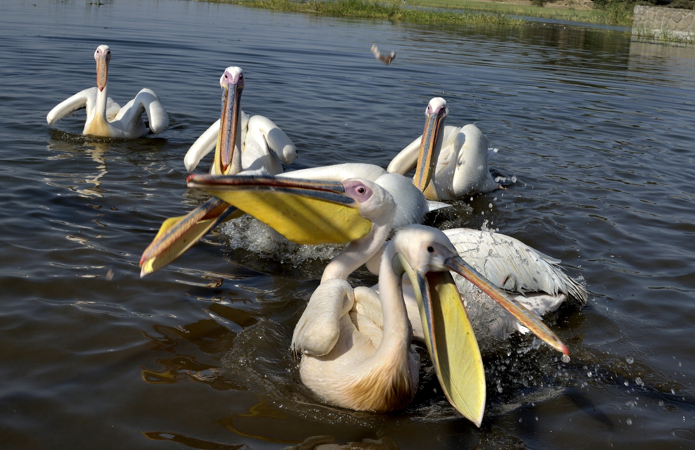 Etiopia 2015  - Pellicani sul laho Hawassa