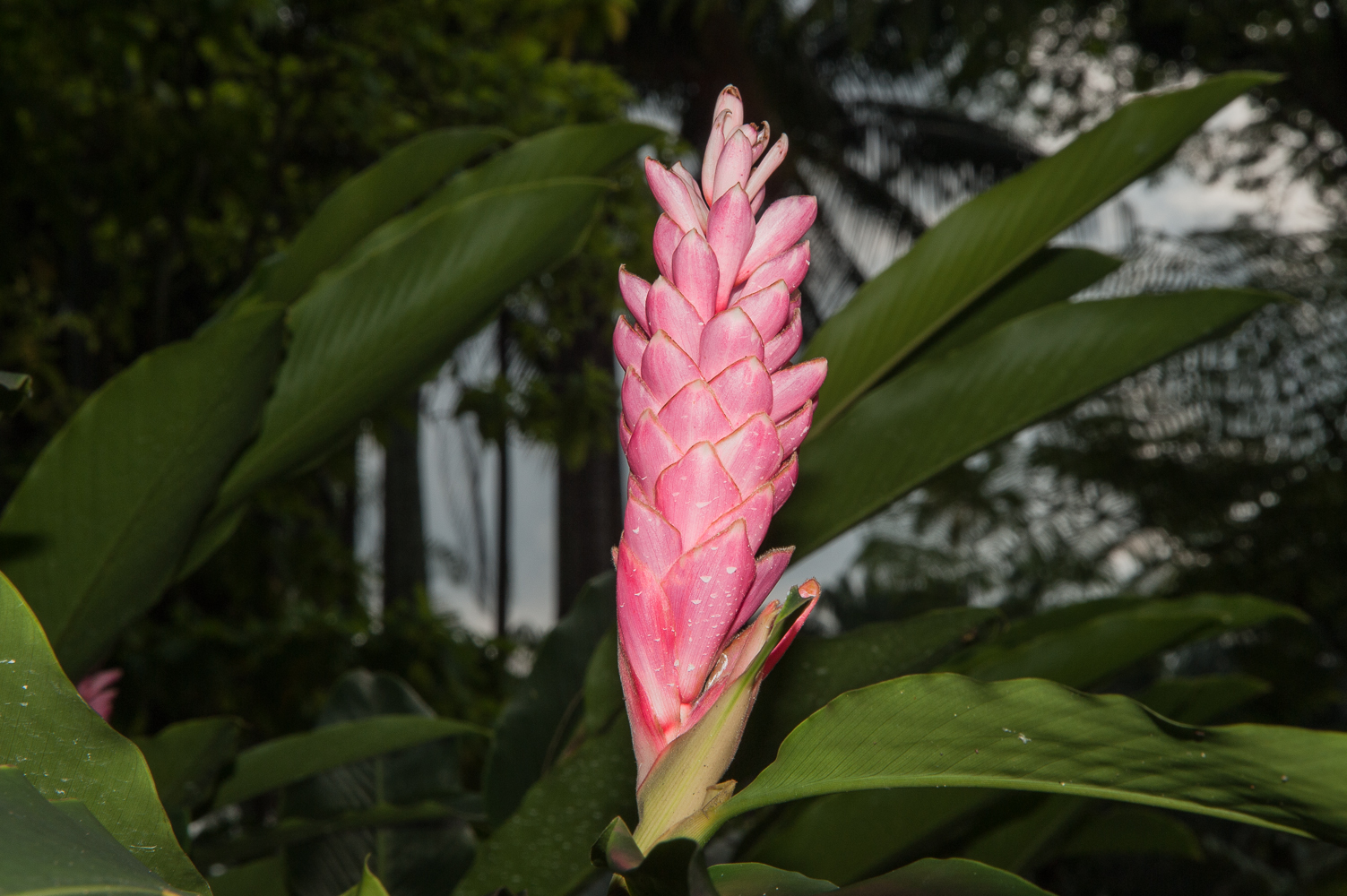 alpinia purpurata