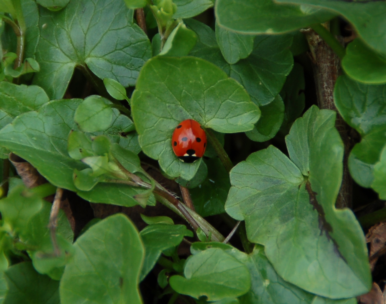Coccinella