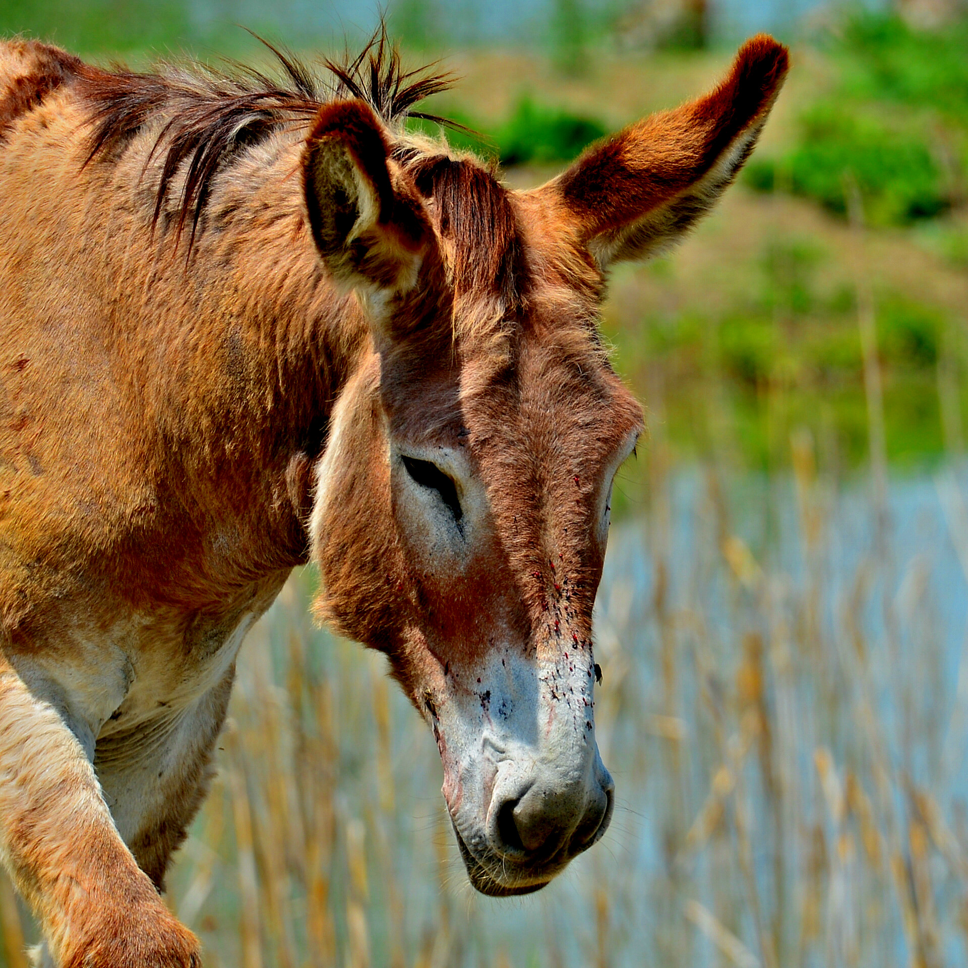 Portrait of a donkey.
