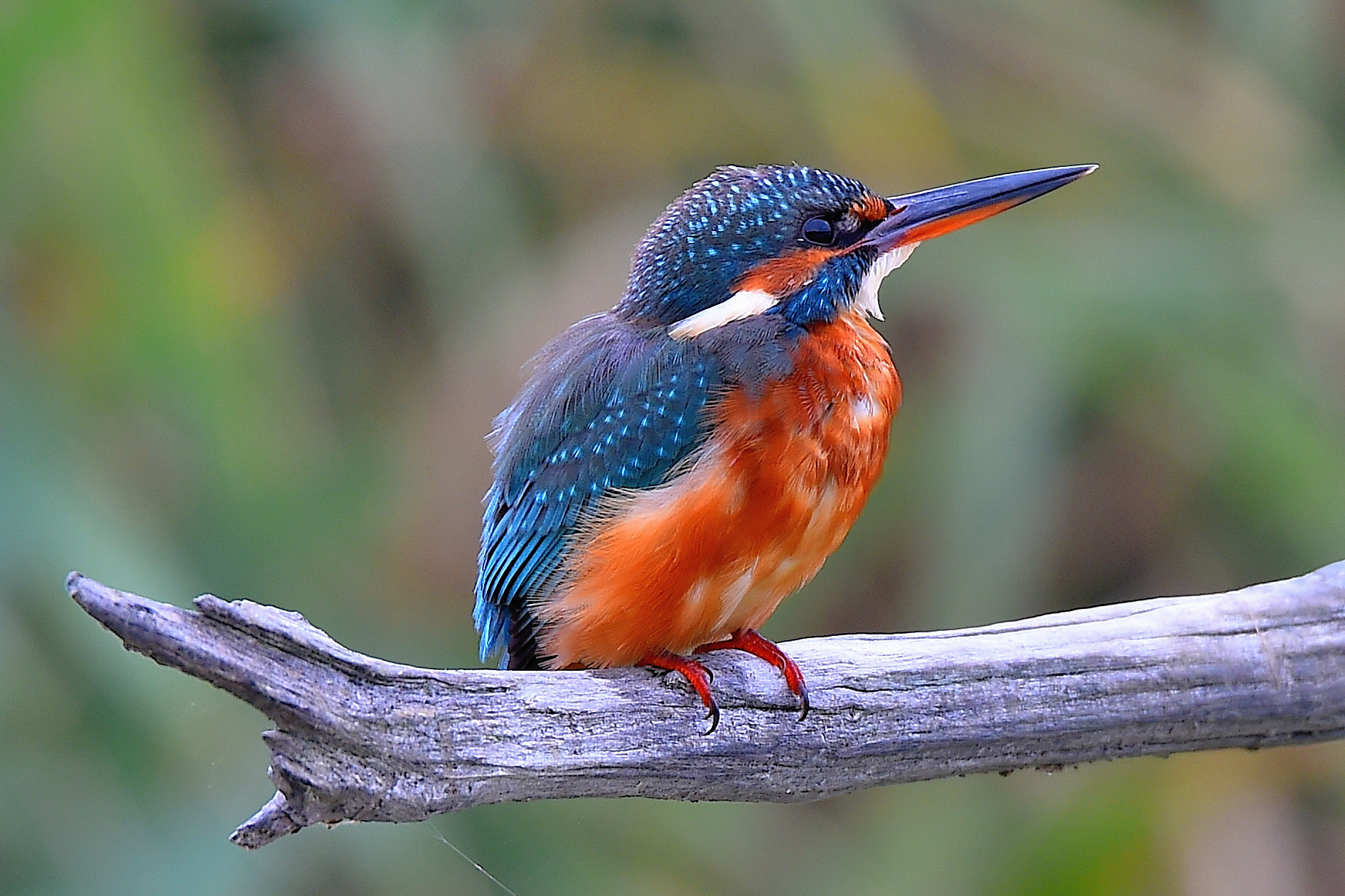 Kingfisher