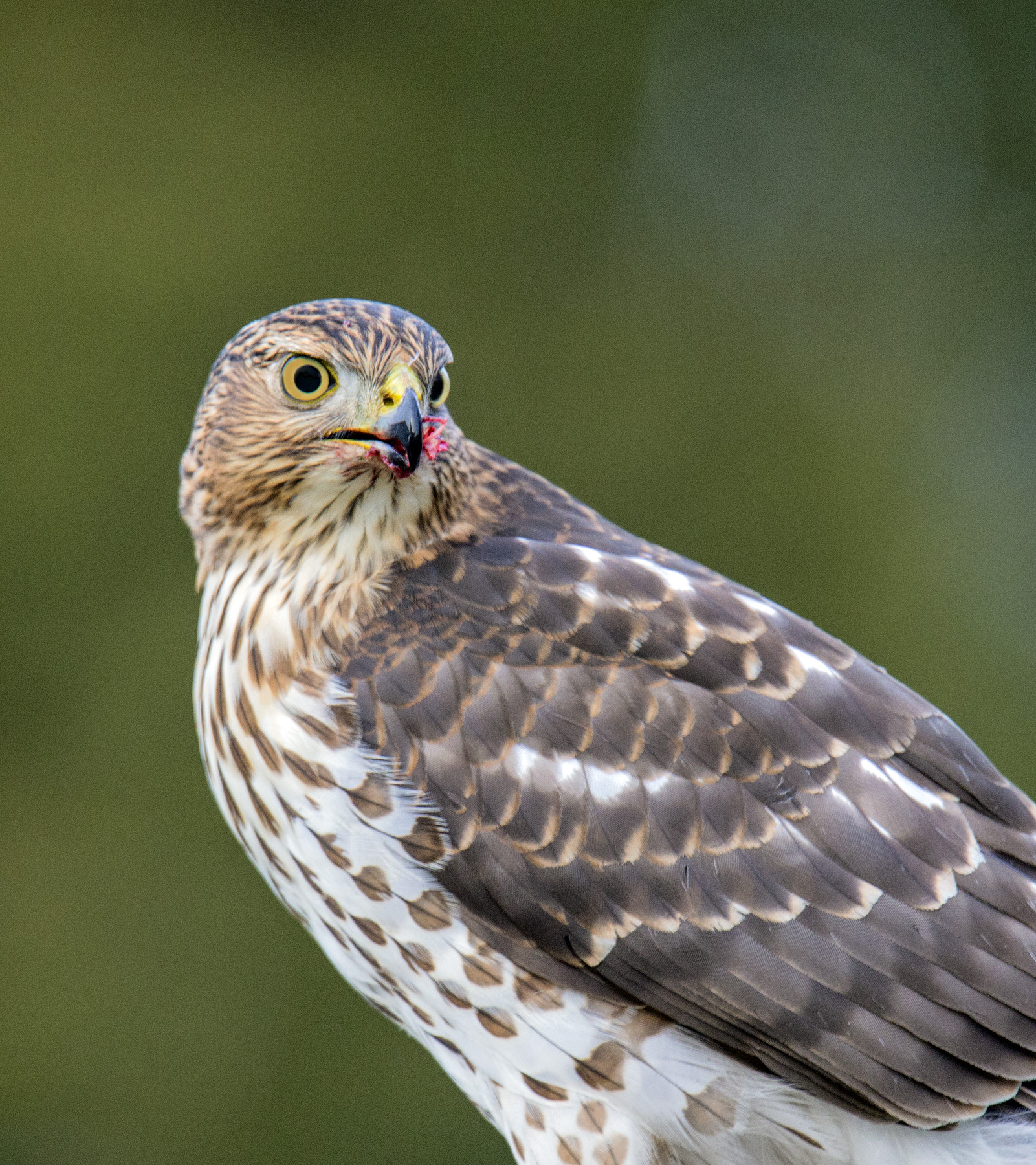 Sharp Shinned Hawk