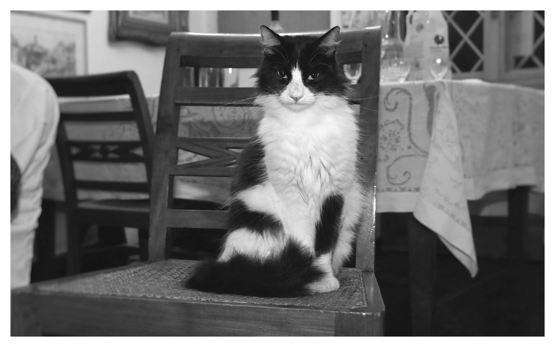 Milla...la cavaliera nera