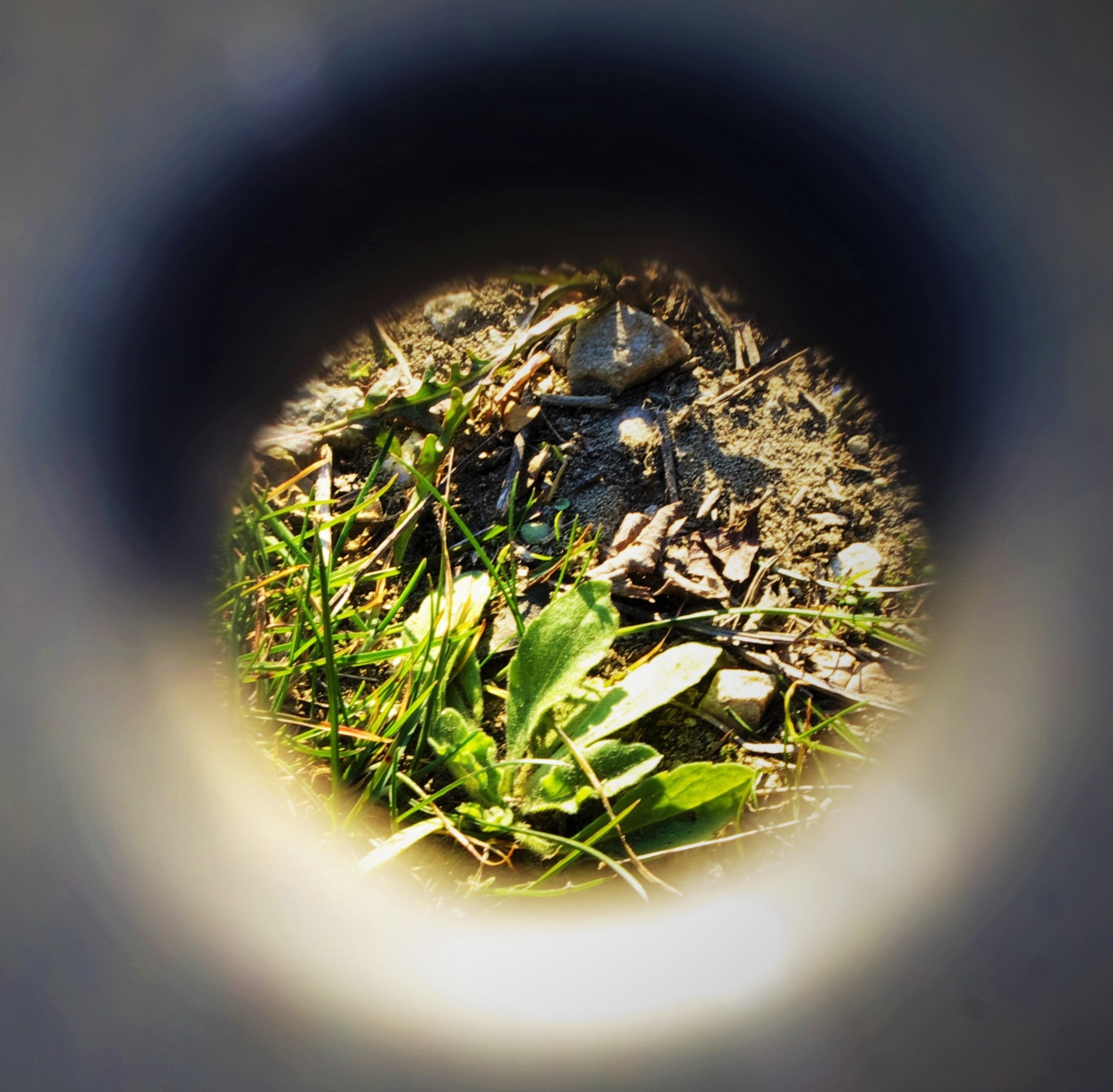 Watch dentro..c'è life