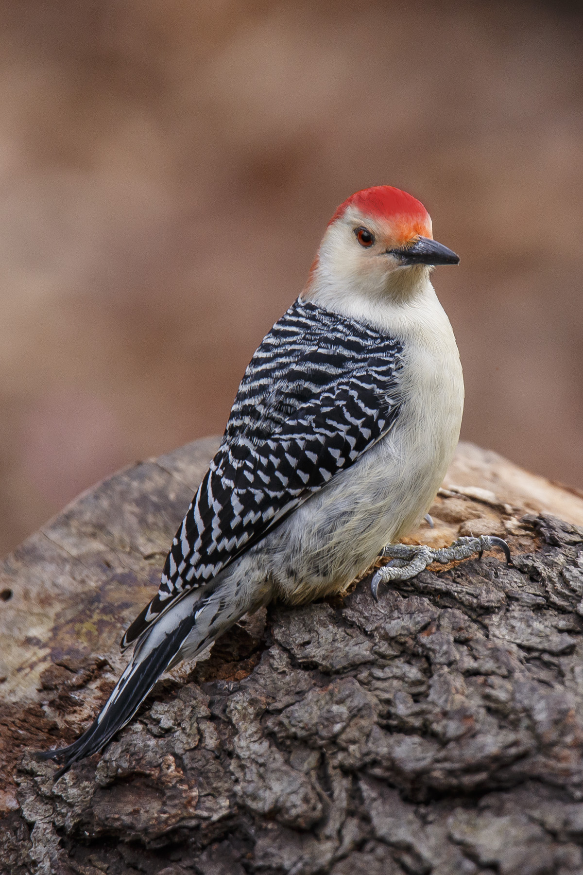 Red Bellied Woodpecker