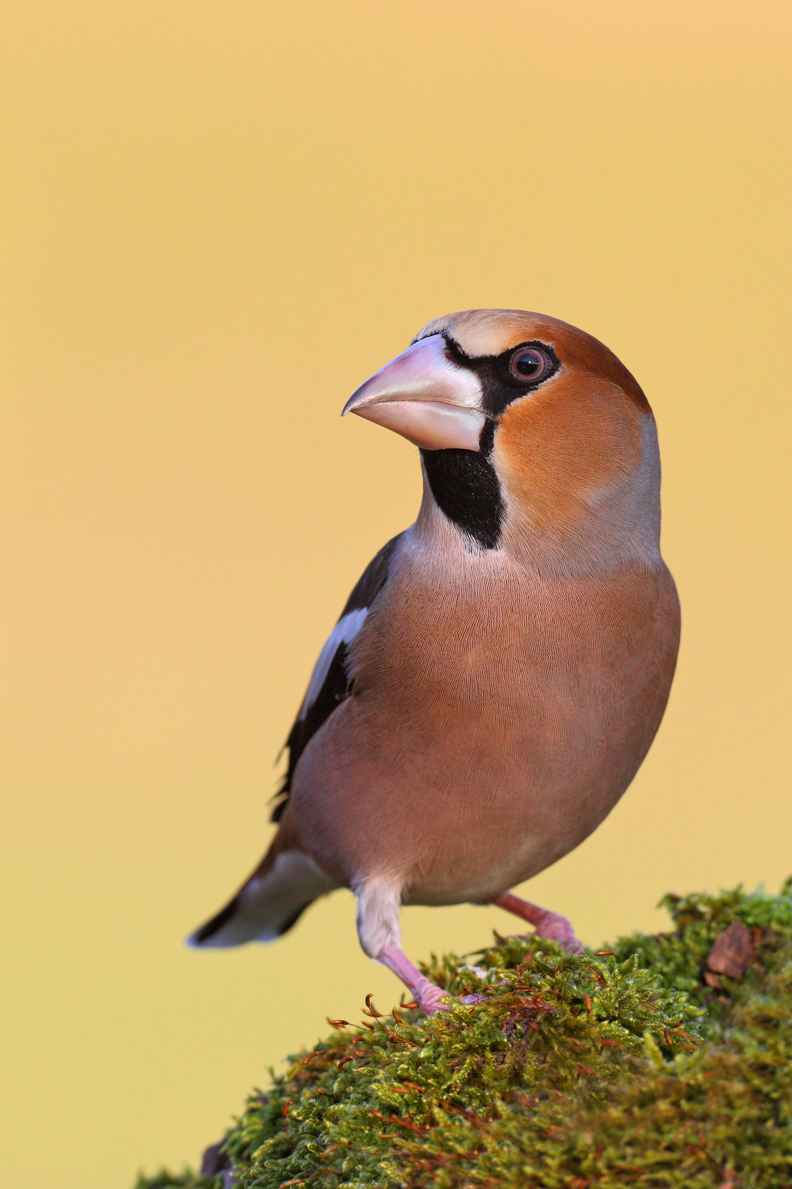 Hawfinch