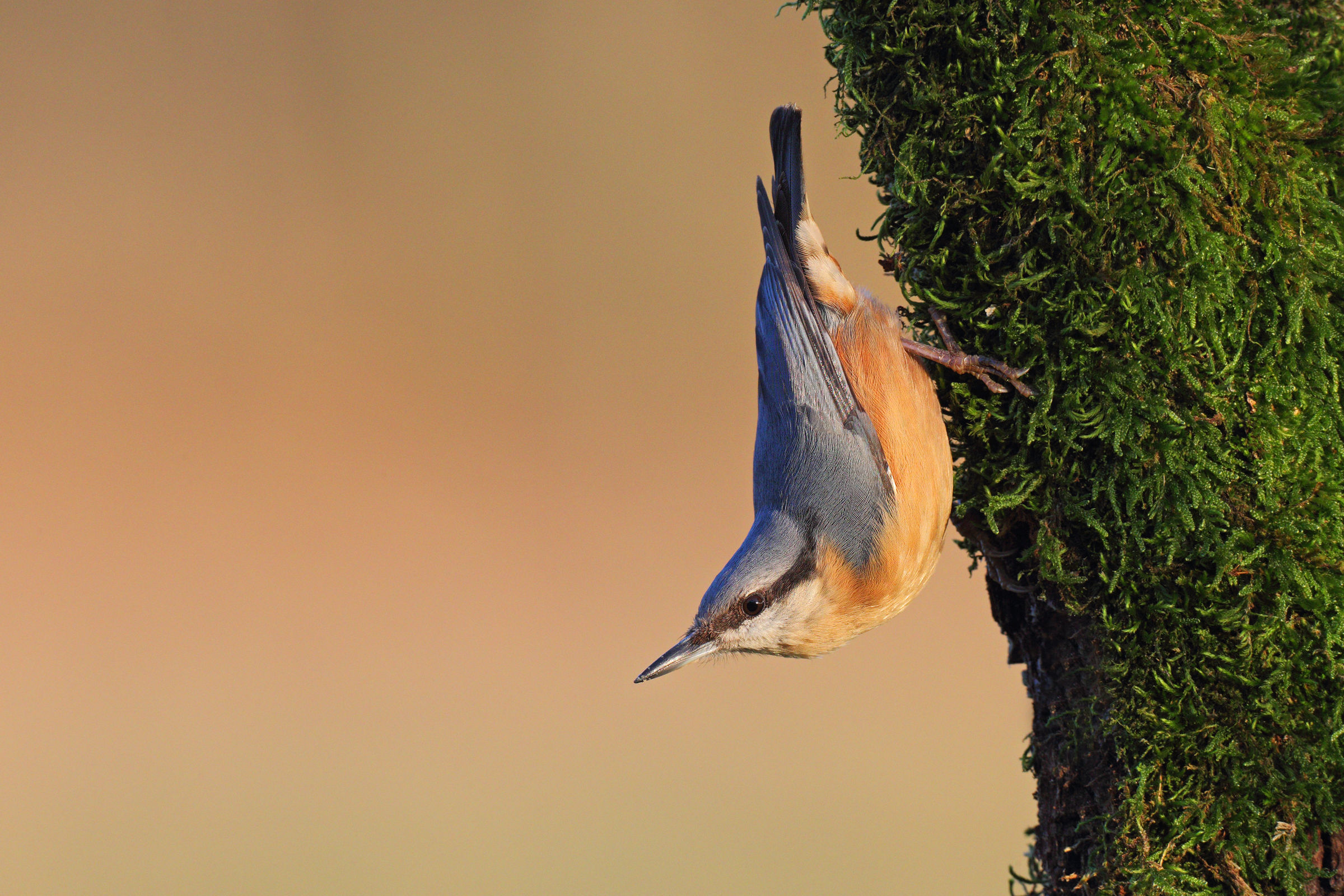 Nuthatch