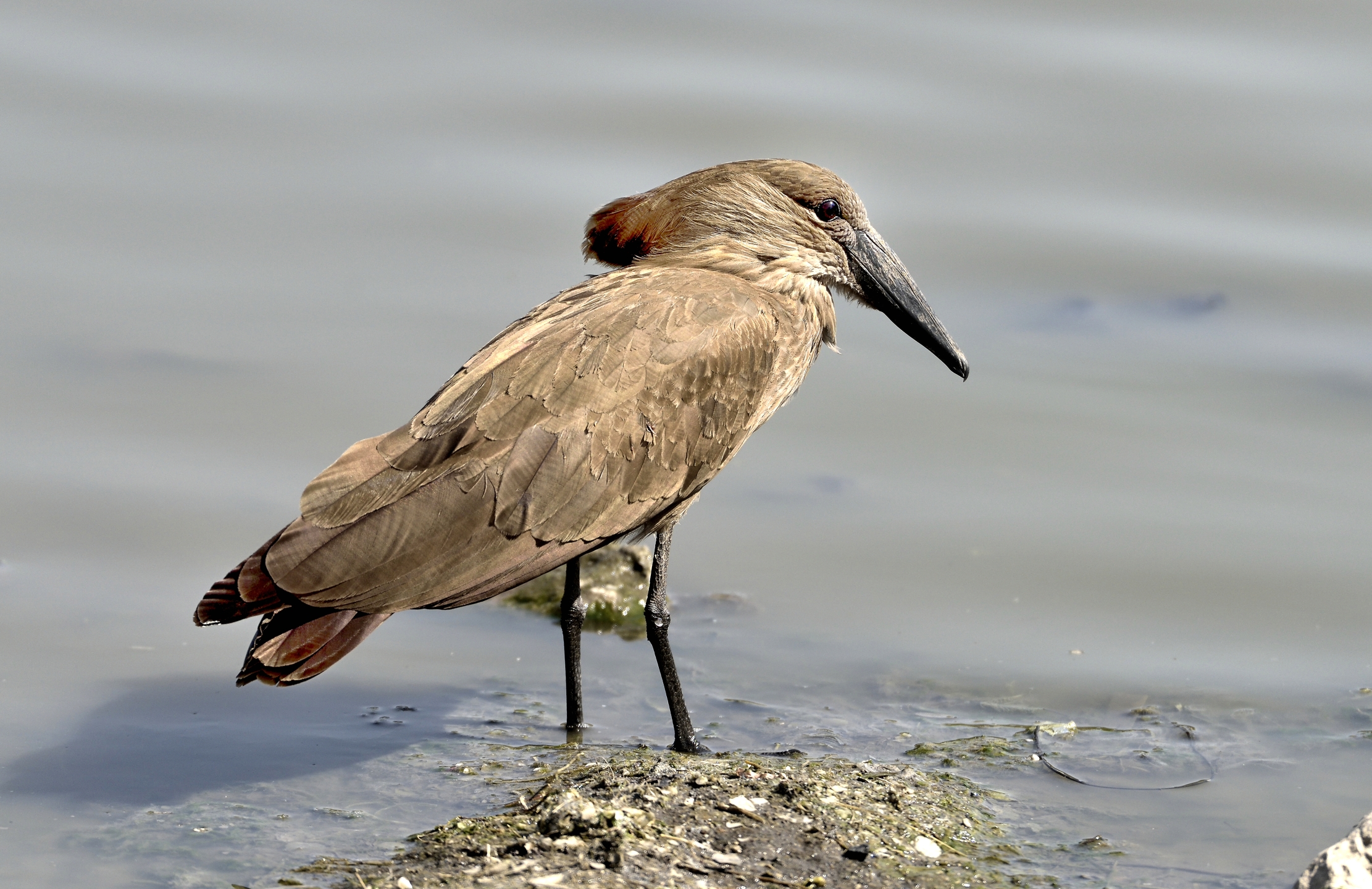 Etiopia 2015 - beak hammer al lago Zway